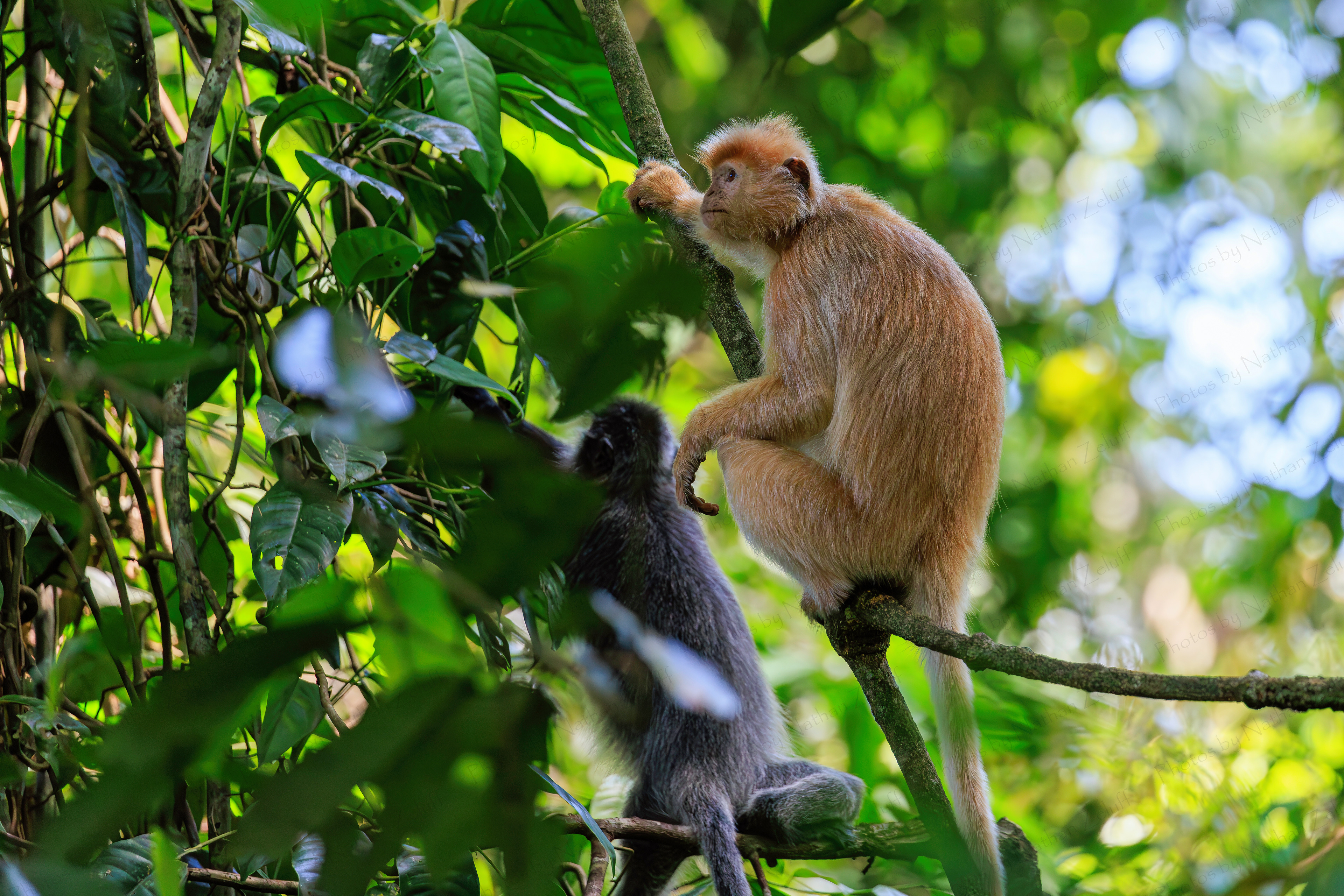 Albino Lutung (Sabah, Malaysia)