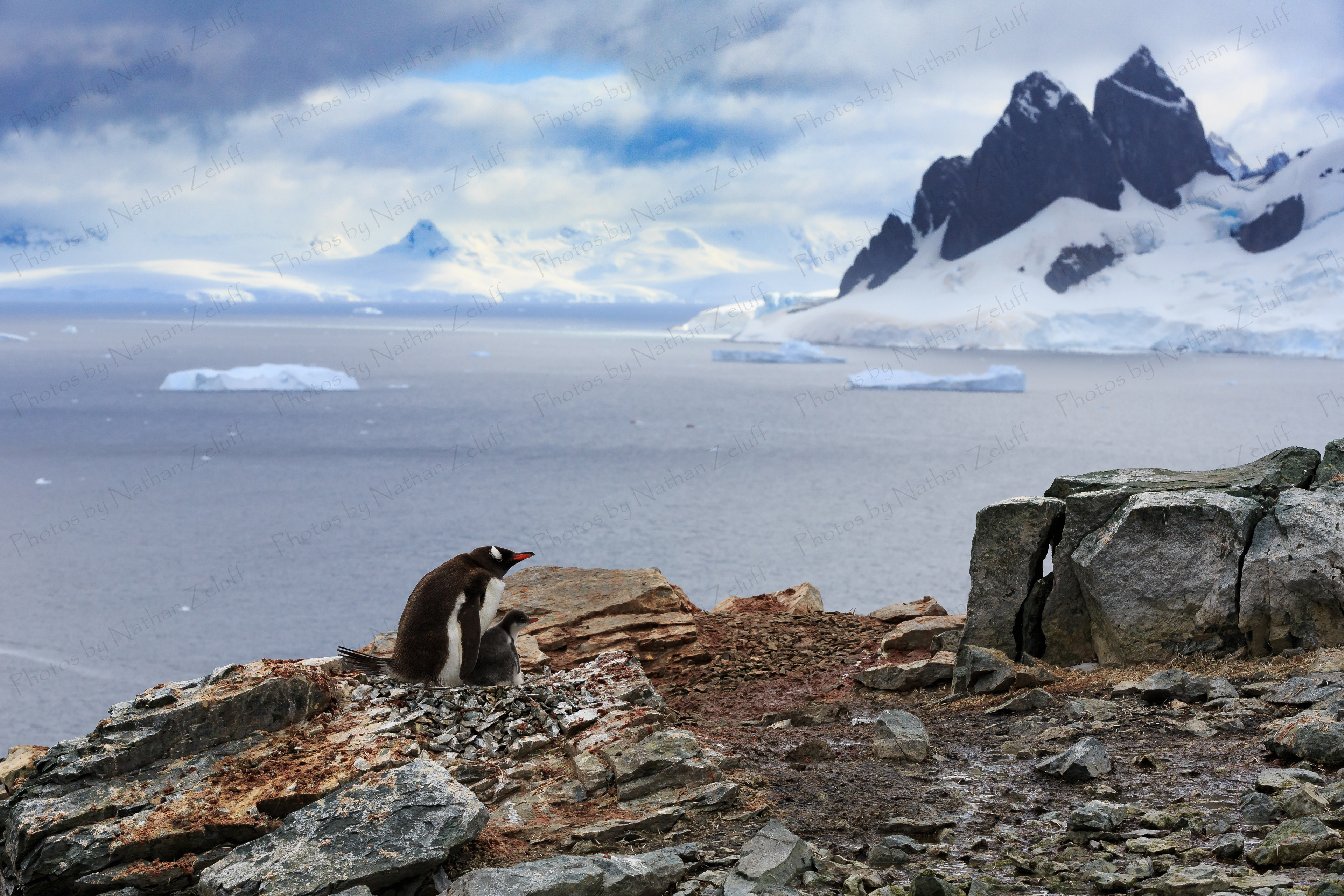 Antarctica: Land of the Penguins (Danco Island, Antarctica)