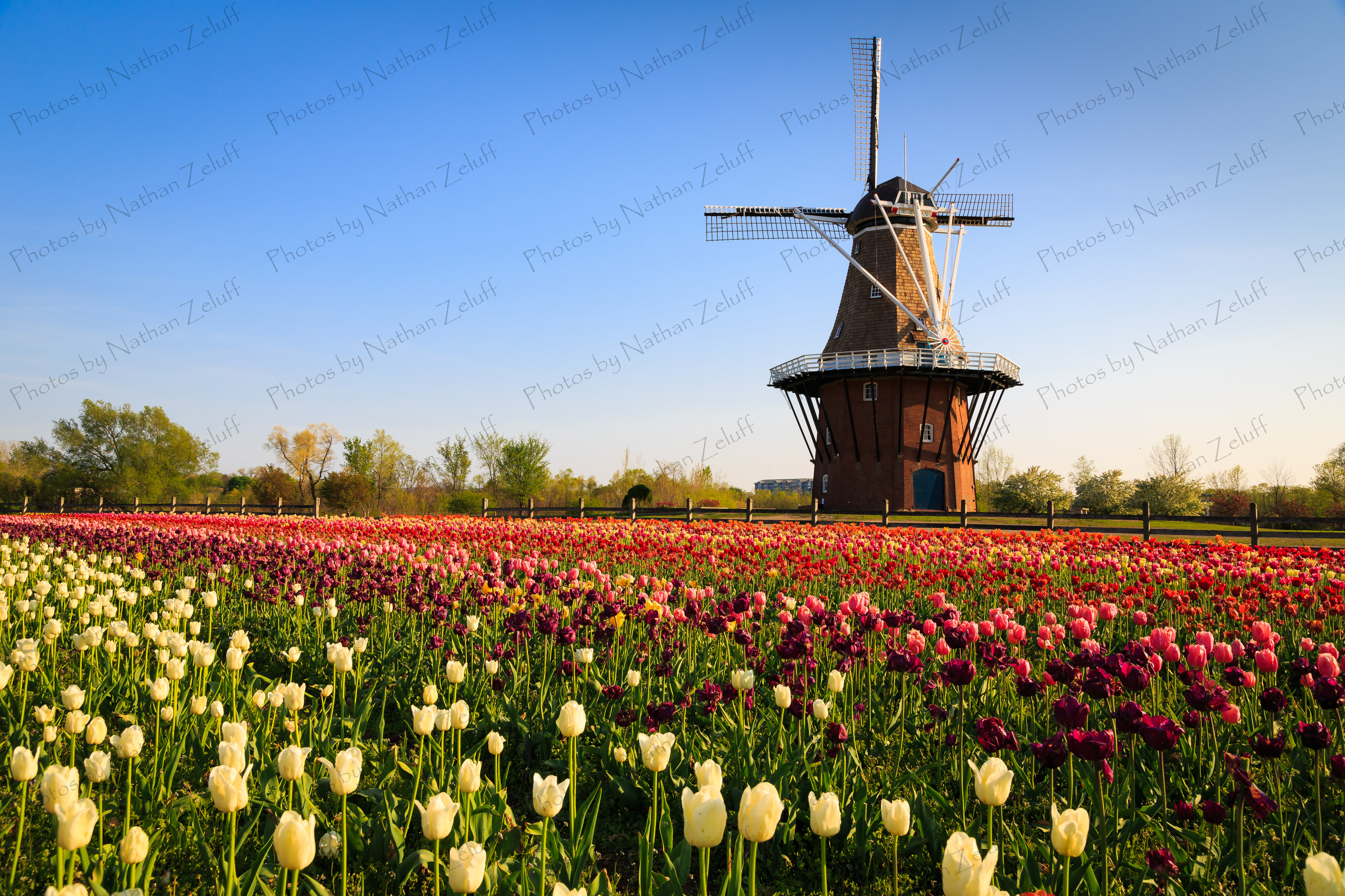 Tulip Time on Windmill Island (Holland, Michigan)