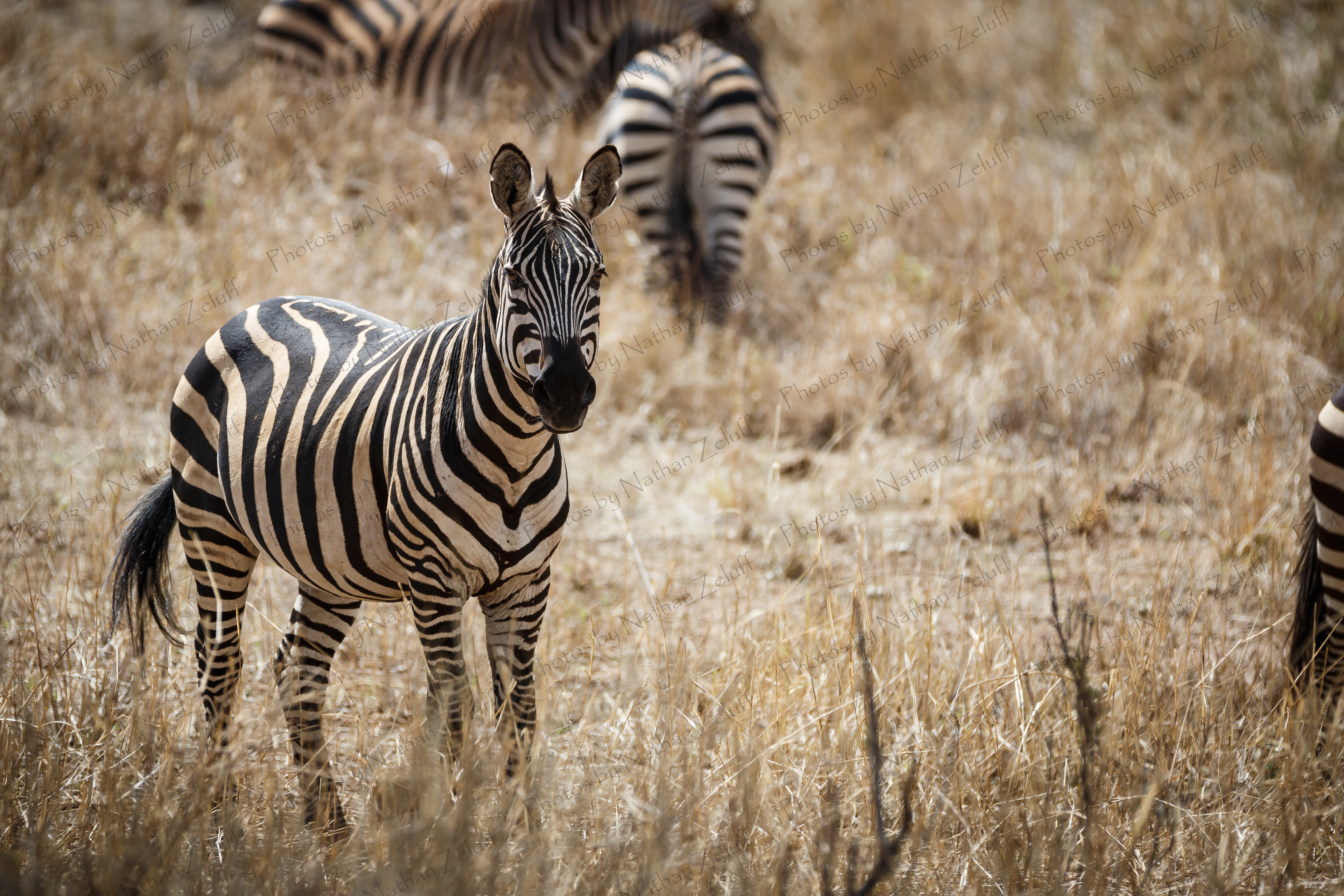 Staying Alert (Tarangire NP, Tanzania)