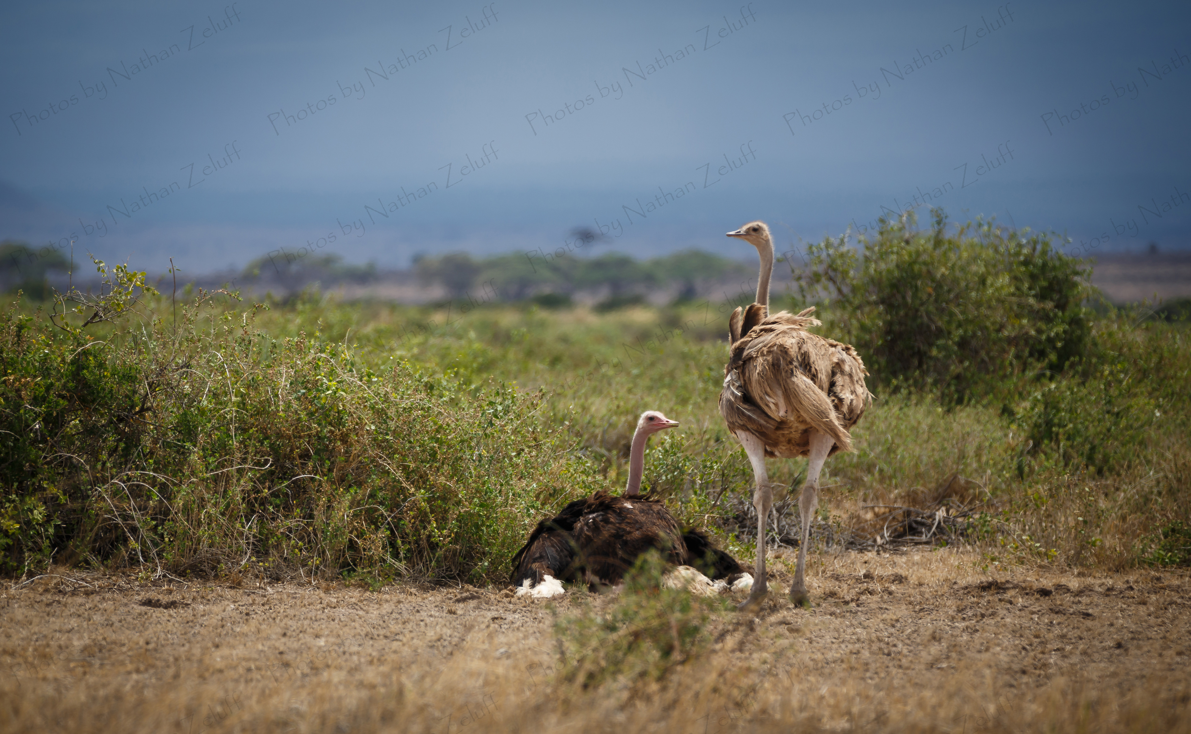 Standing Guard (Amboseli NP, Kenya)