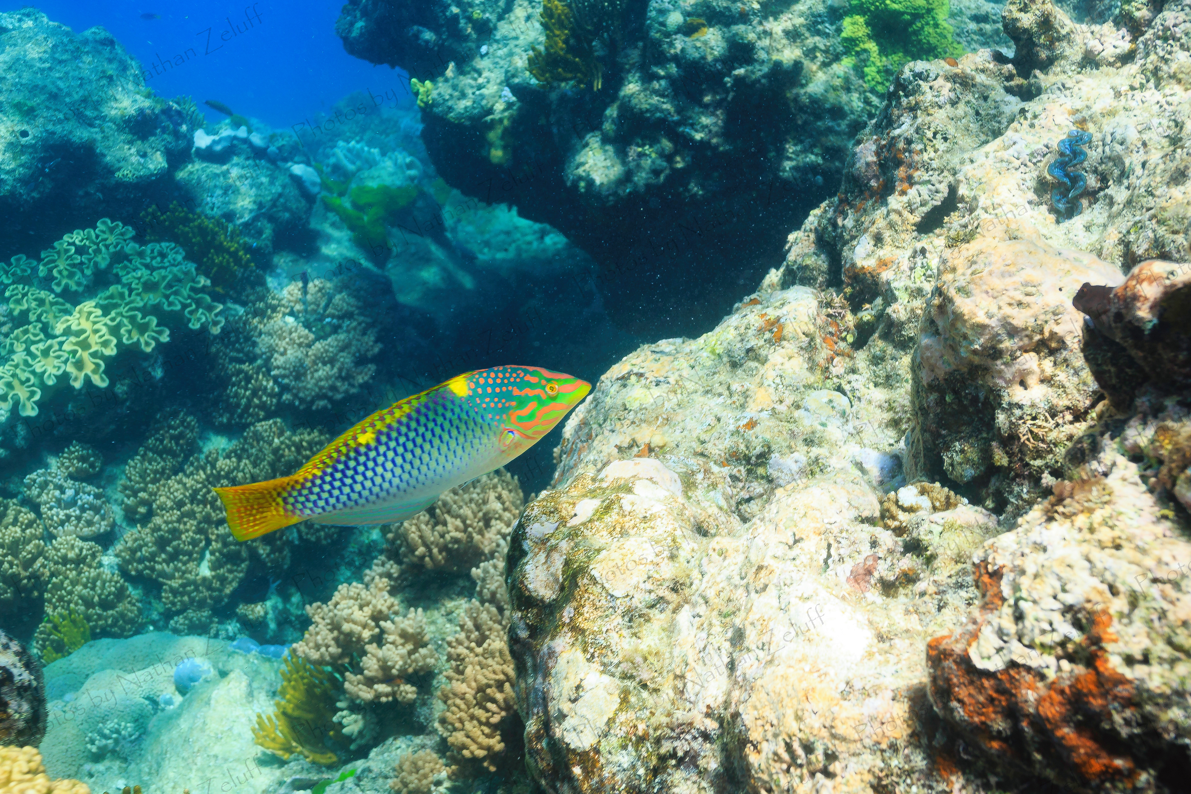 Color (Great Barrier Reef, Australia)