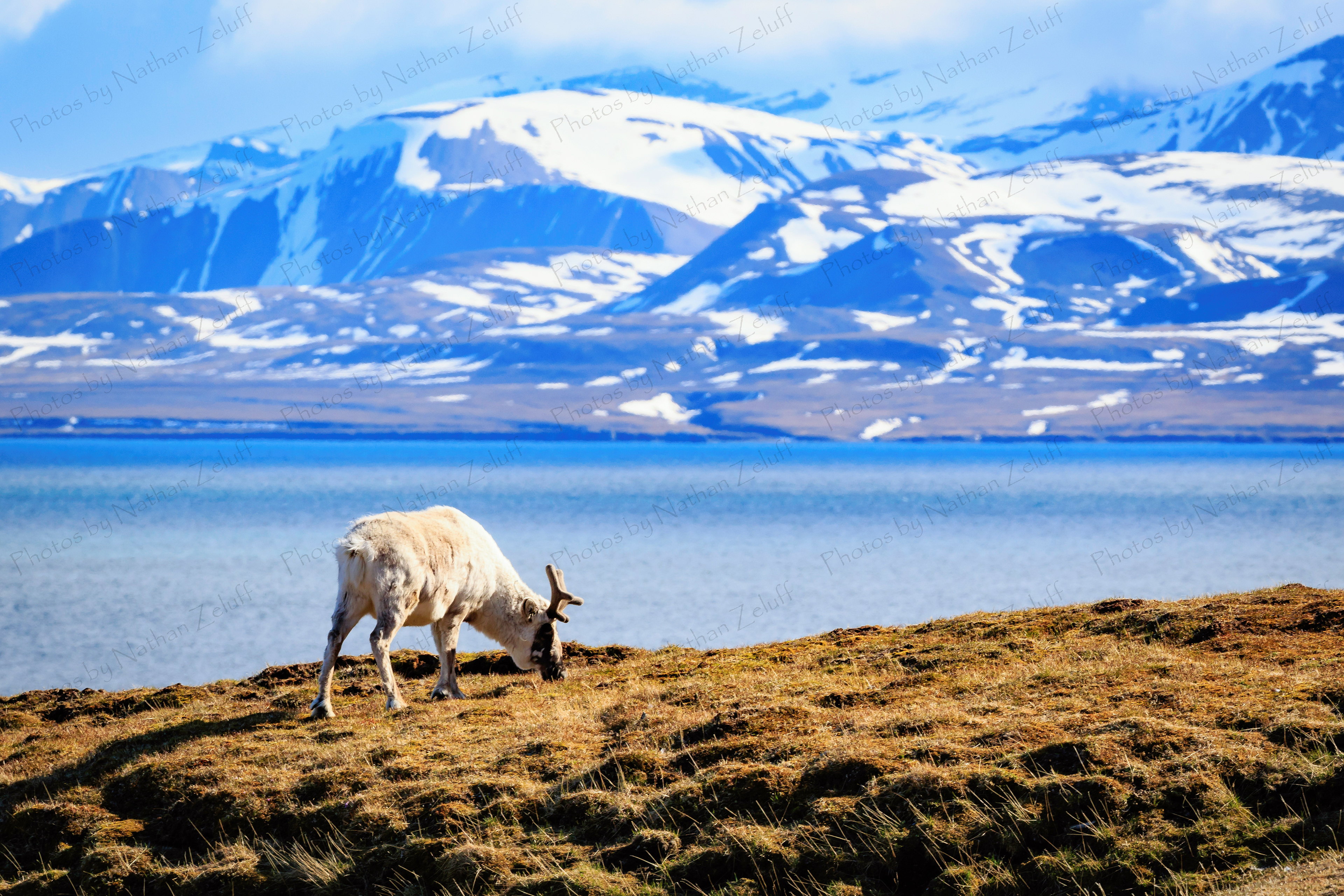 Grazing Reindeer (Svalbard, High Arctic)