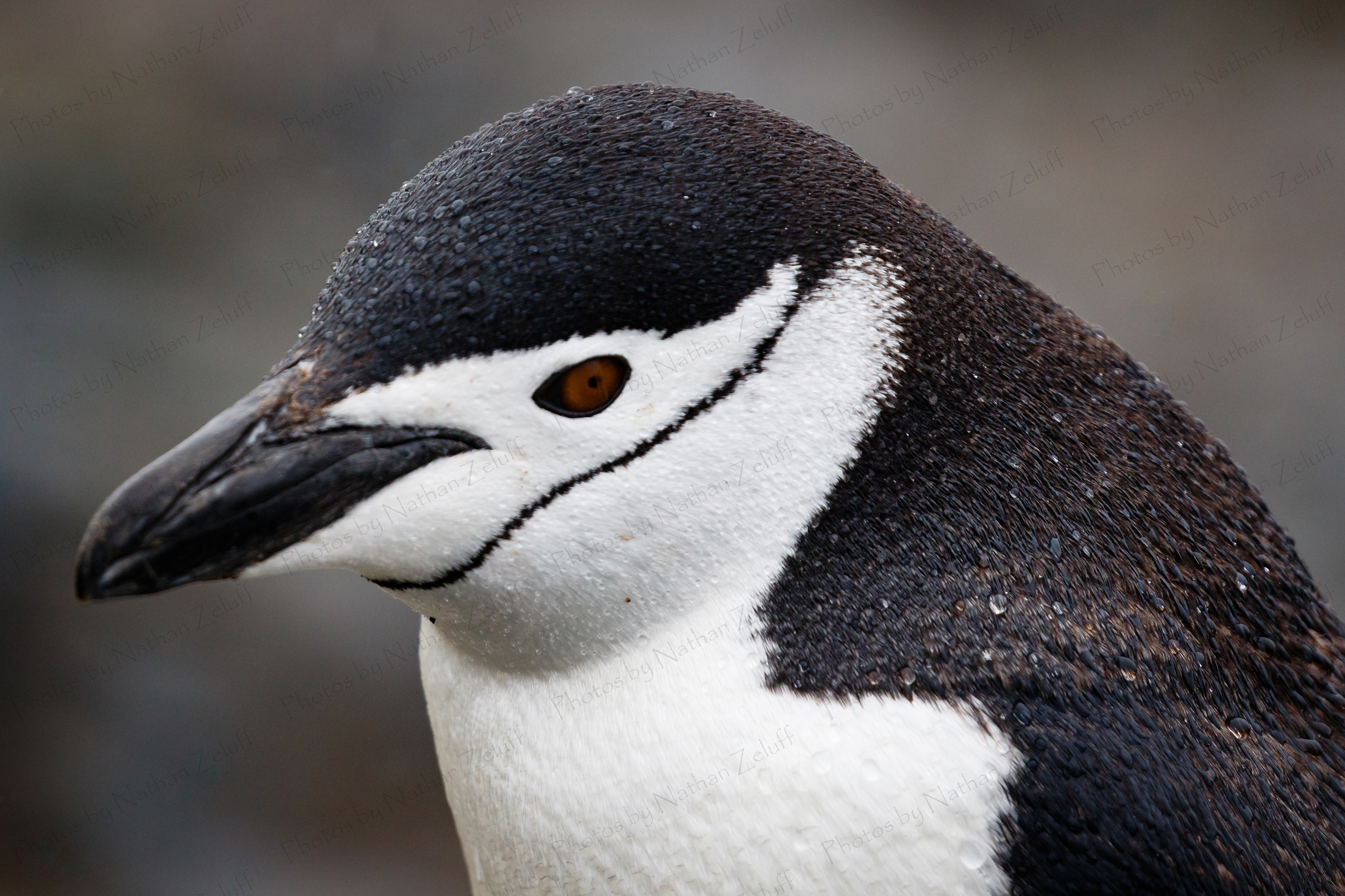 Chinny (Half Moon Island, Antarctica)