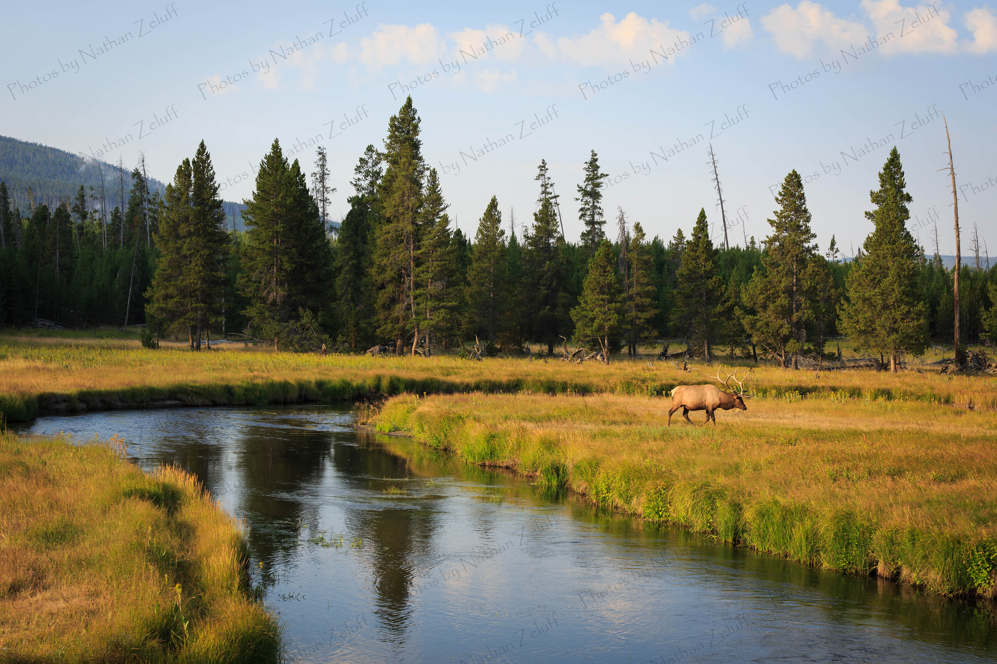 Elk in the Meadow (Yellowstone NP, Wyoming)