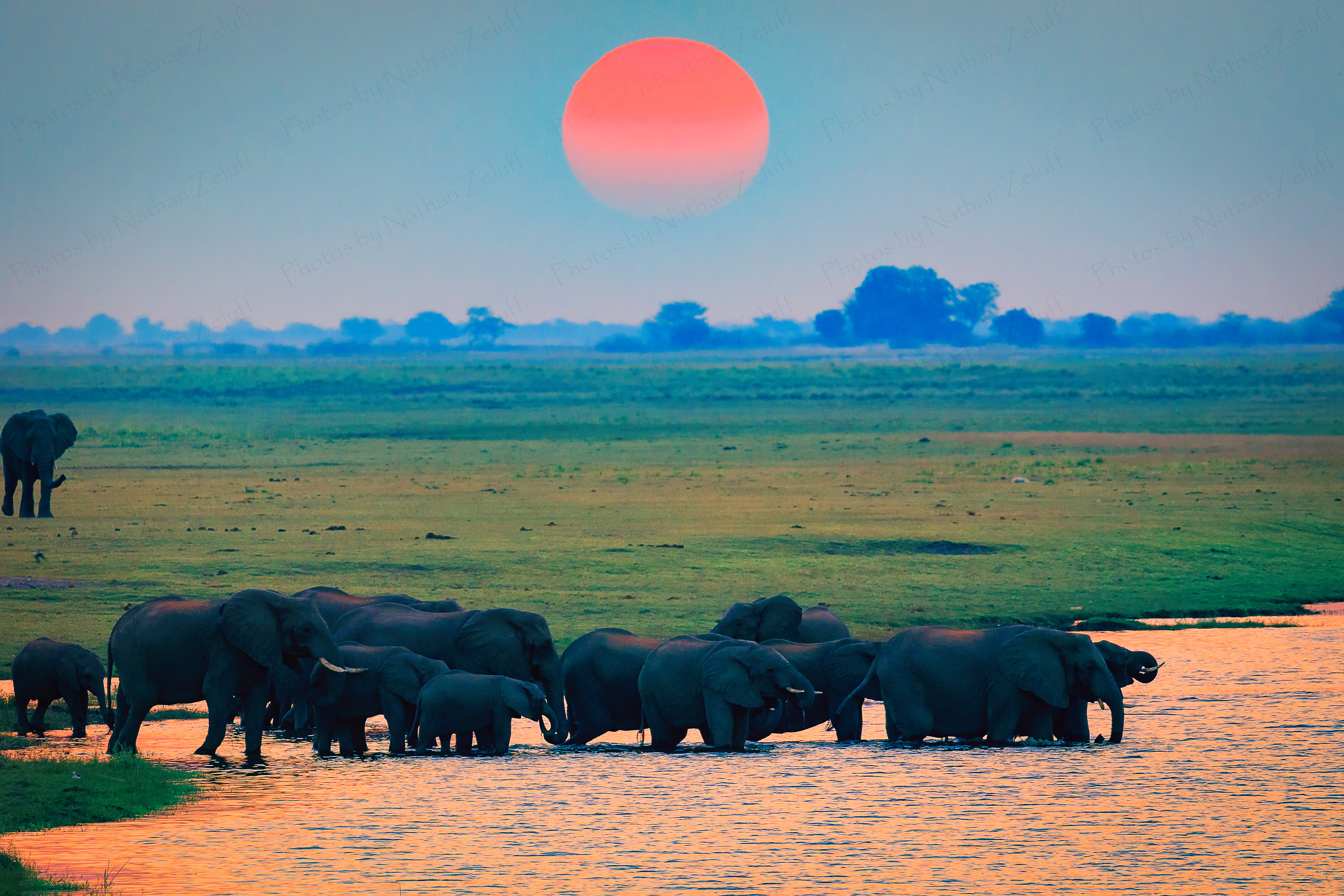 Evening Drink (Chobe NP, Botswana)