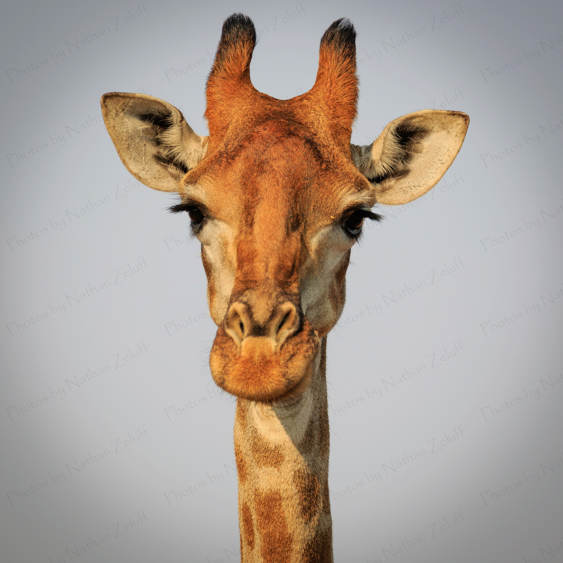 Standing Tall (Balule NR, South Africa)