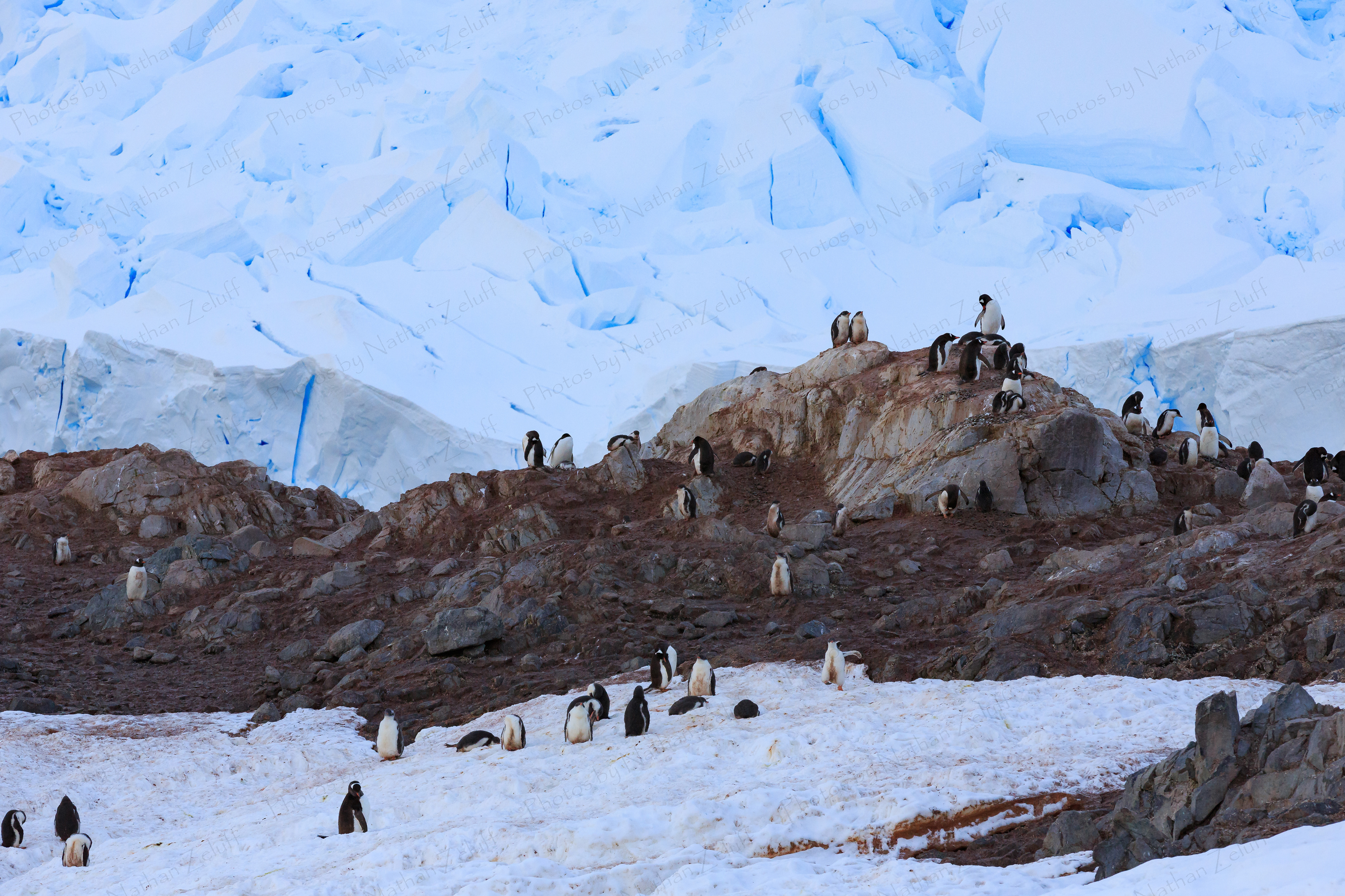 Neko Harbor Gentoo Colony (Neko Harbor, Antarctica)
