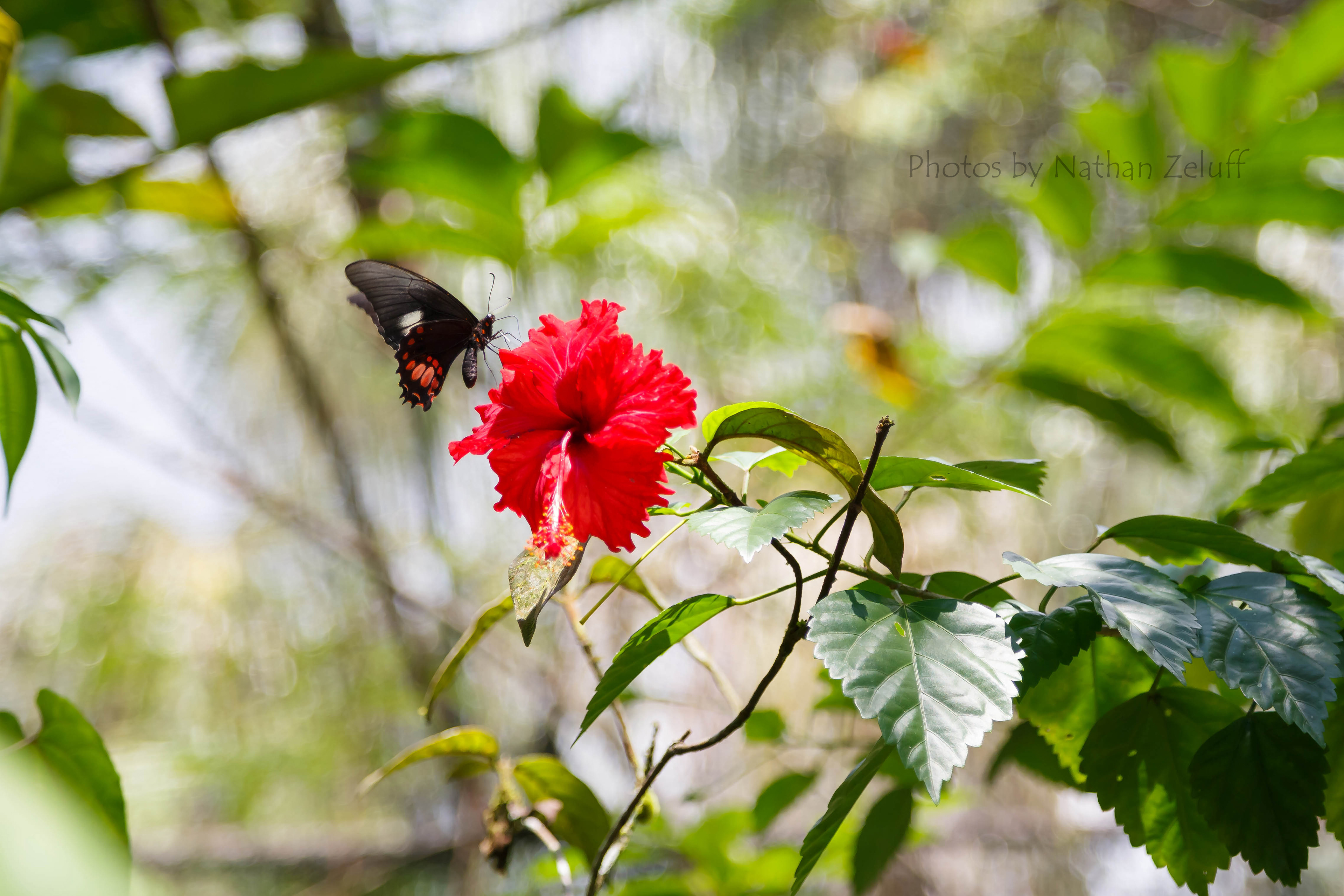 Tropical Butterfly (Iquitos, Peru)