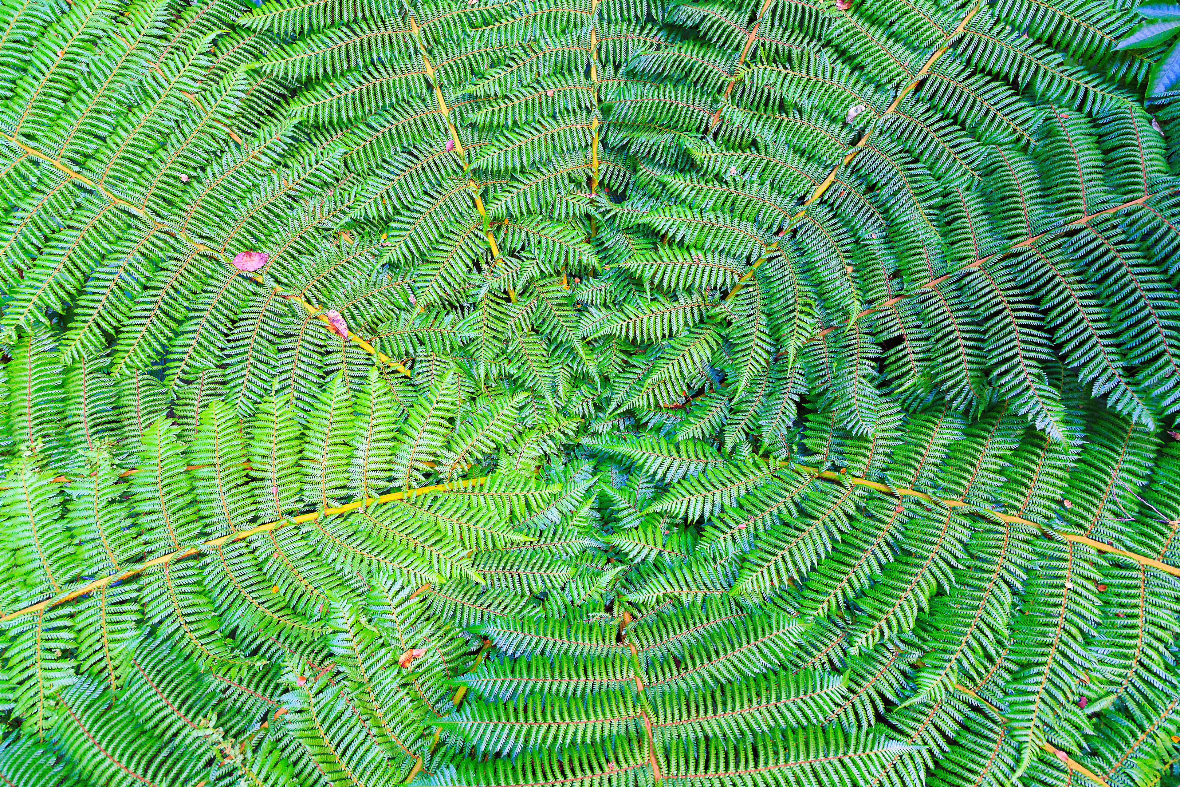 Symmetry (Fiordland, New Zealand)