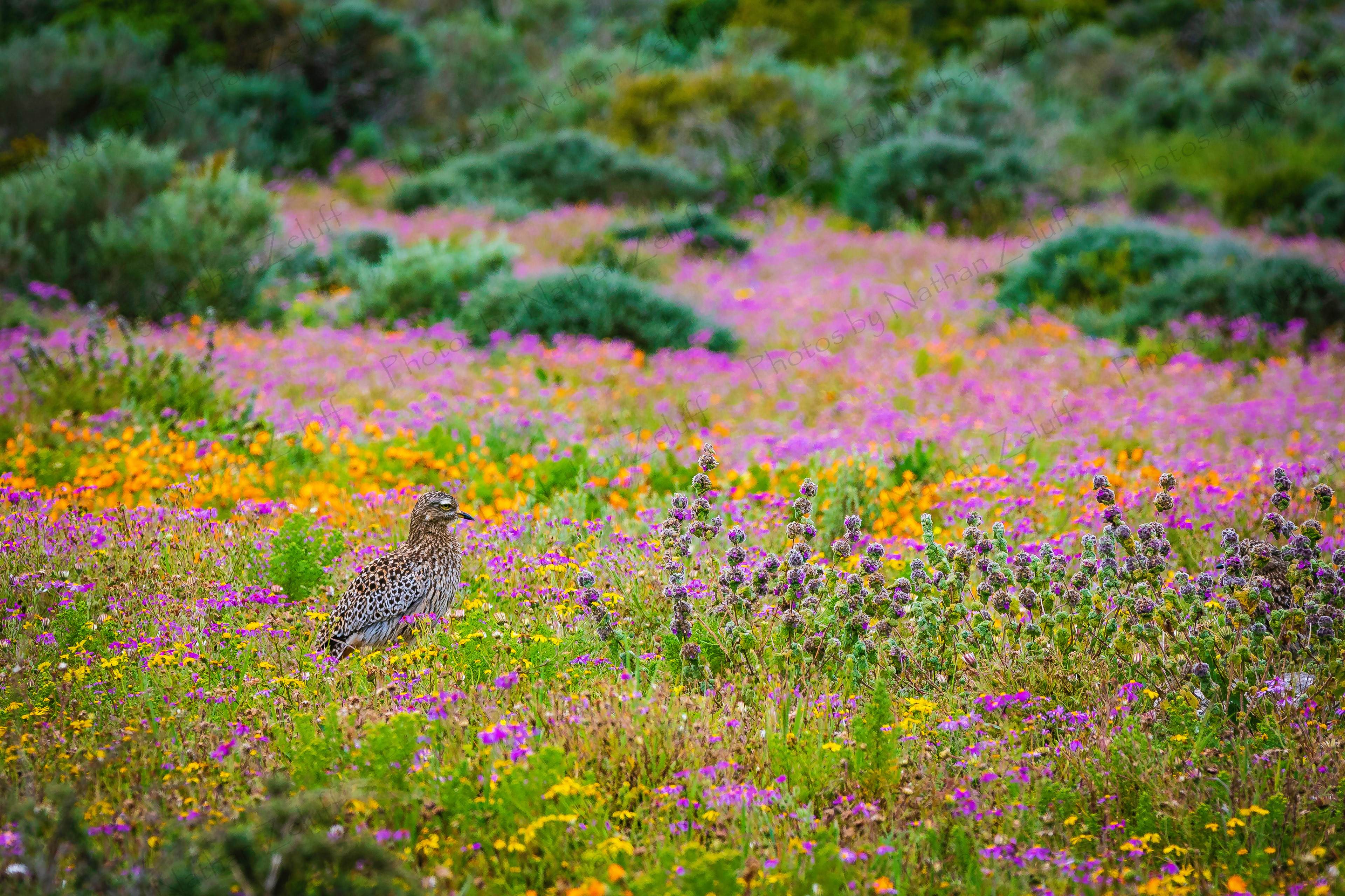 Standing Out (West Coast NP, South Africa)