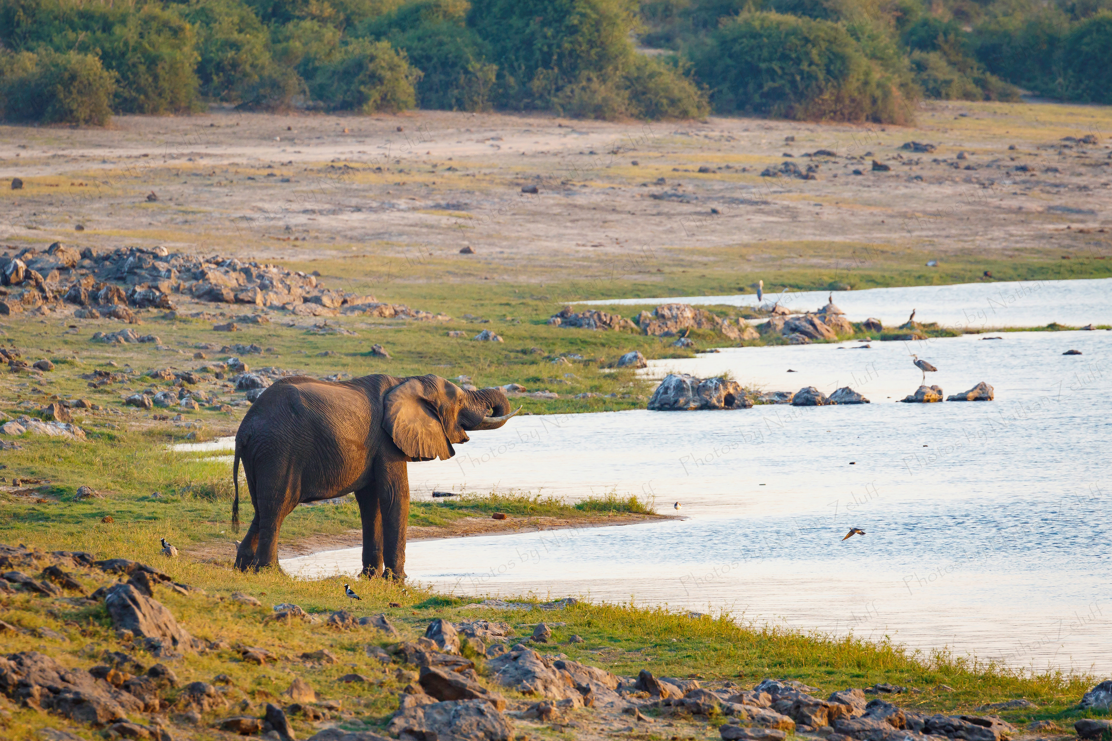 Thirsty (Chobe NP, Botswana)