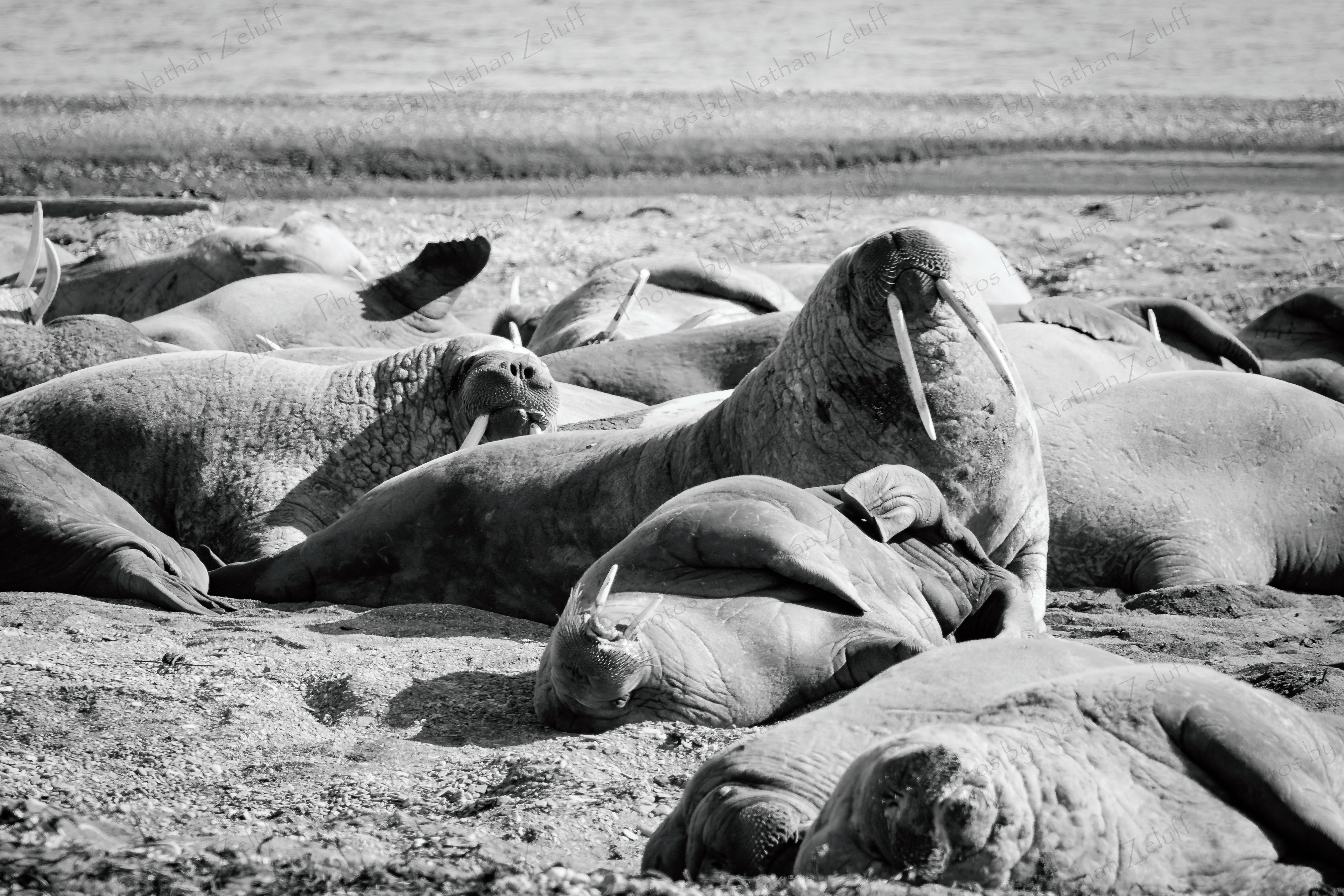 Walrus Colony (Spitsbergen, High Arctic)