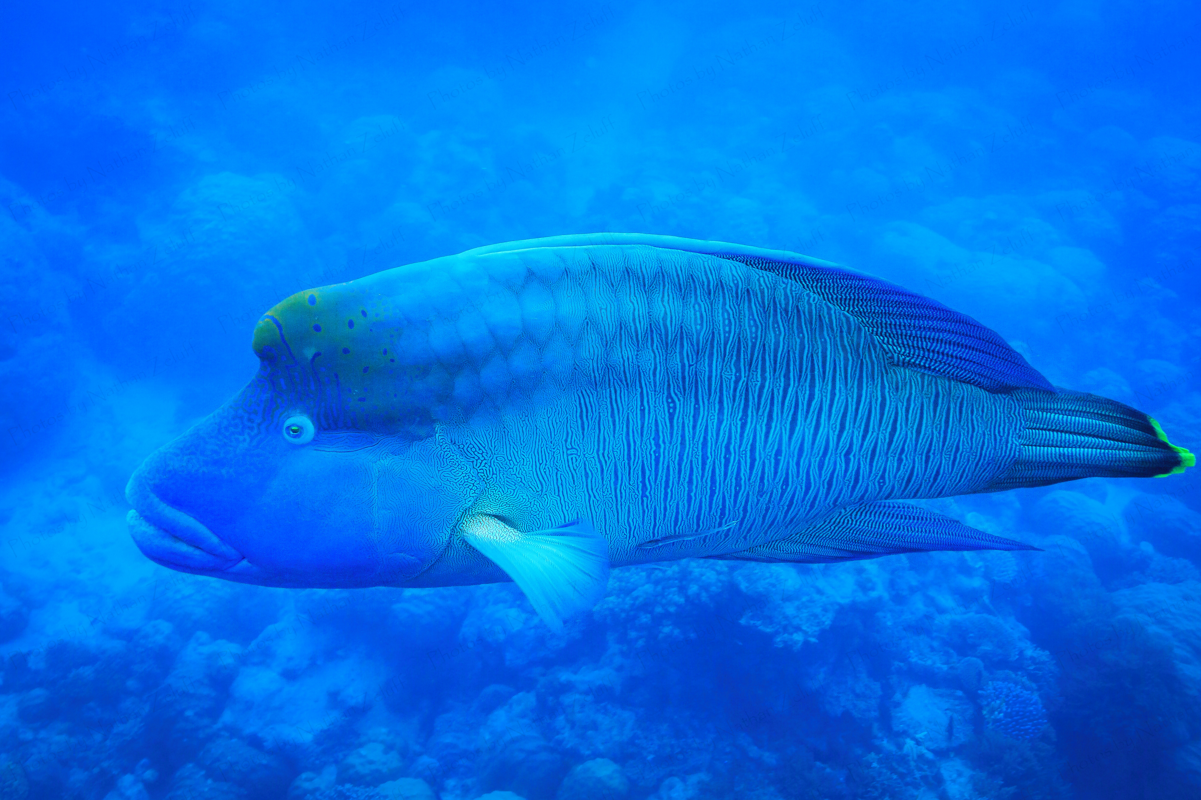 Frank (Great Barrier Reef, Australia)