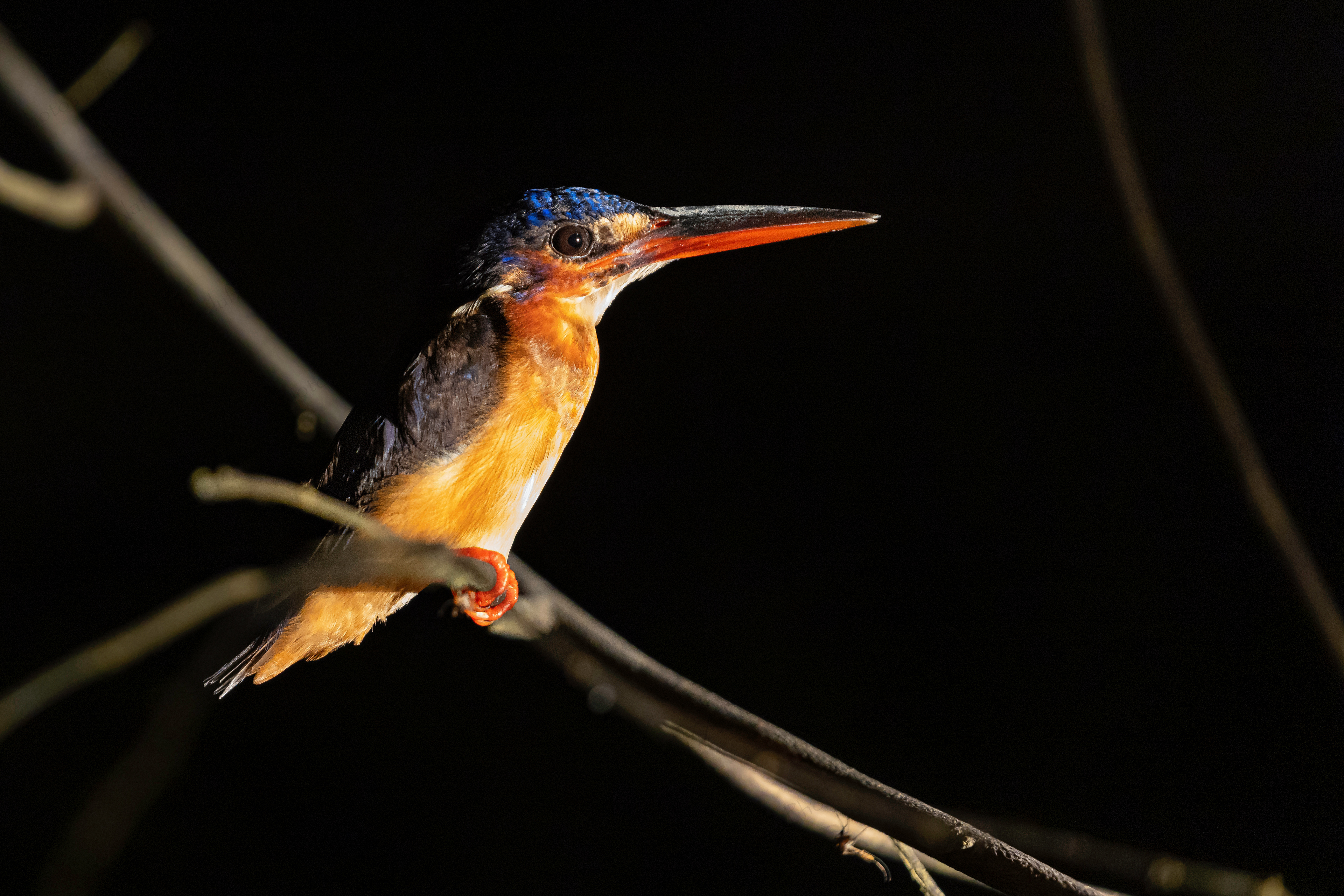Kingfisher at Night (Kinabatangan River, Malaysia)