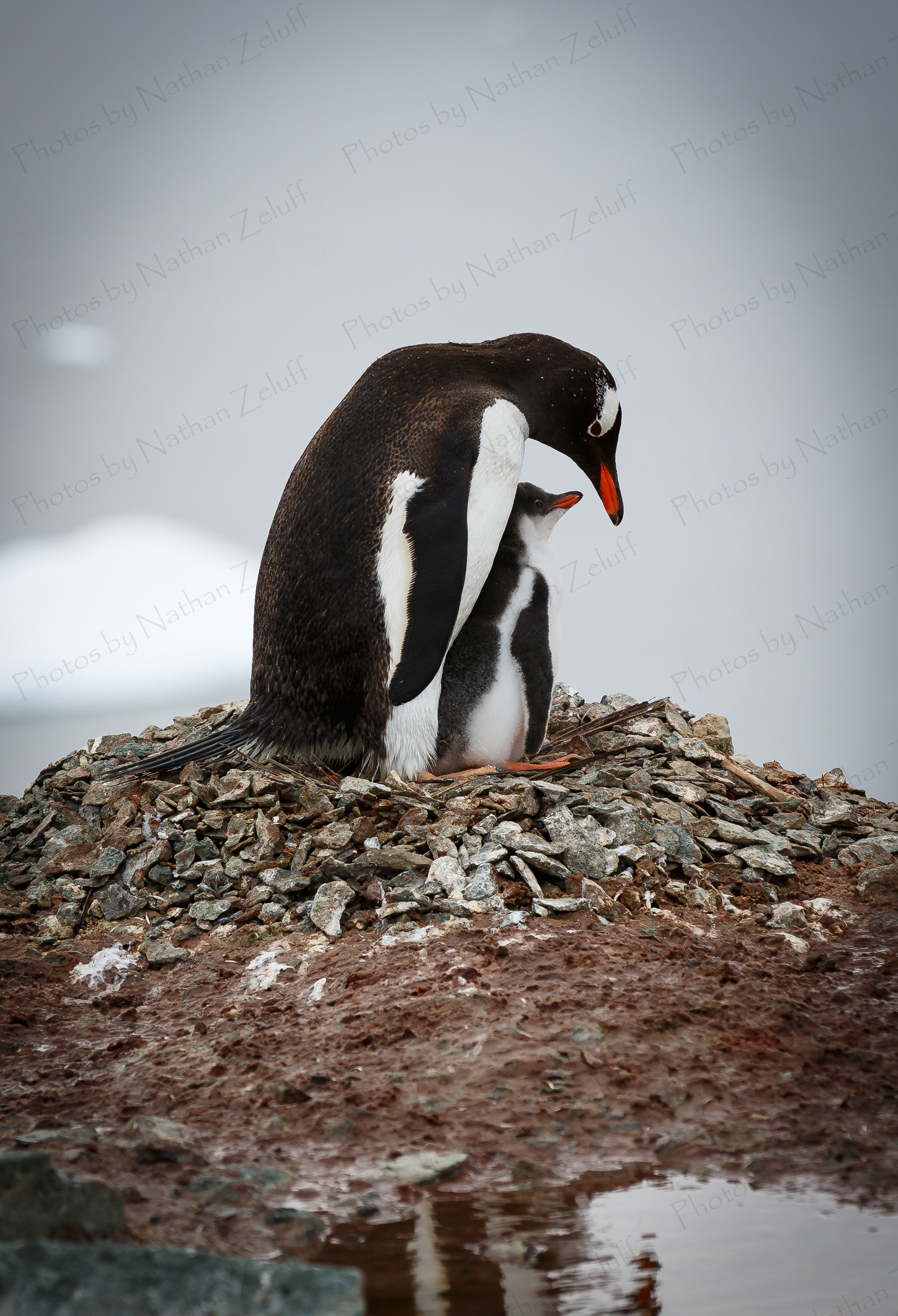 Parent and Young (Antarctica)