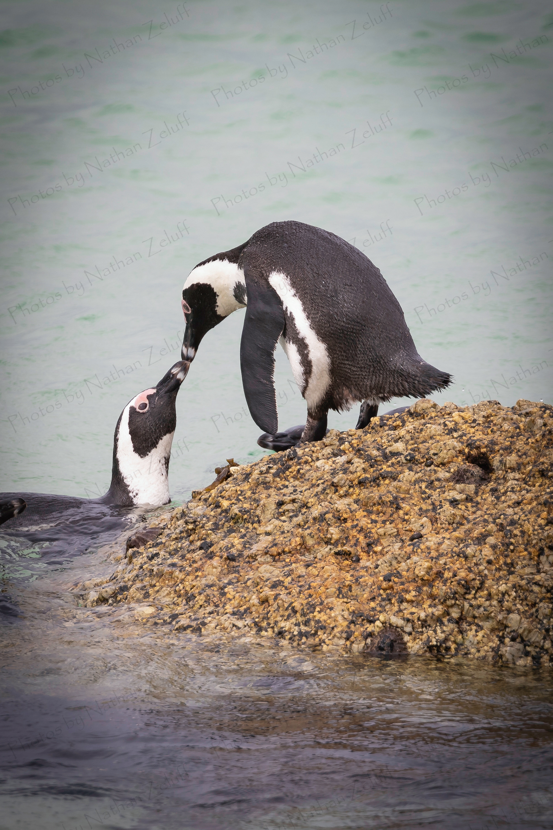 Face-to-Face (Western Cape, South Africa)