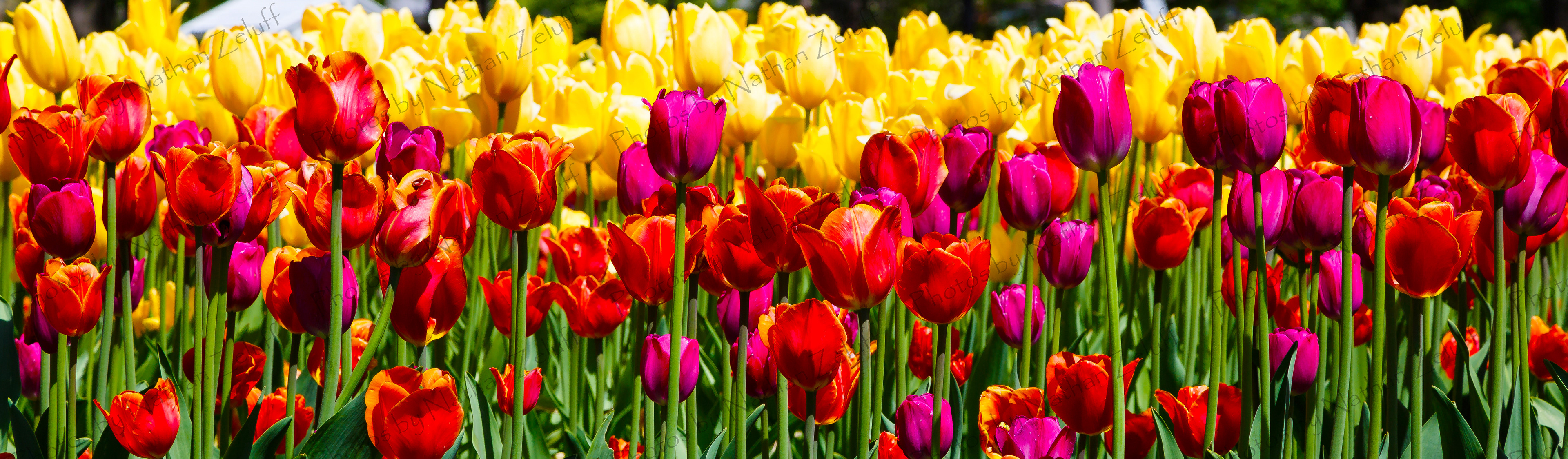 Centennial Park Tulips (Holland, Michigan)
