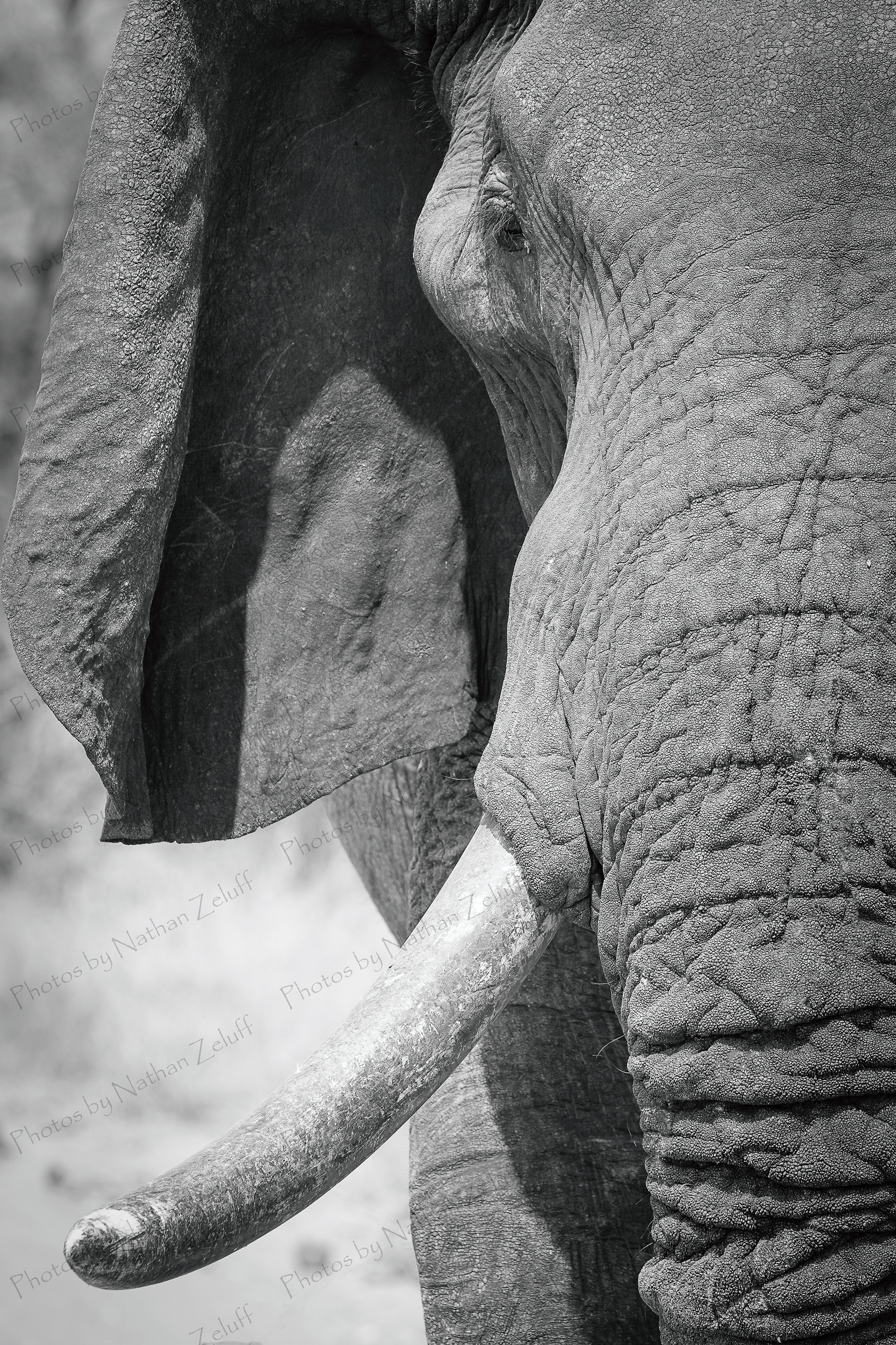 Big Ivory (Kruger NP, South Africa)