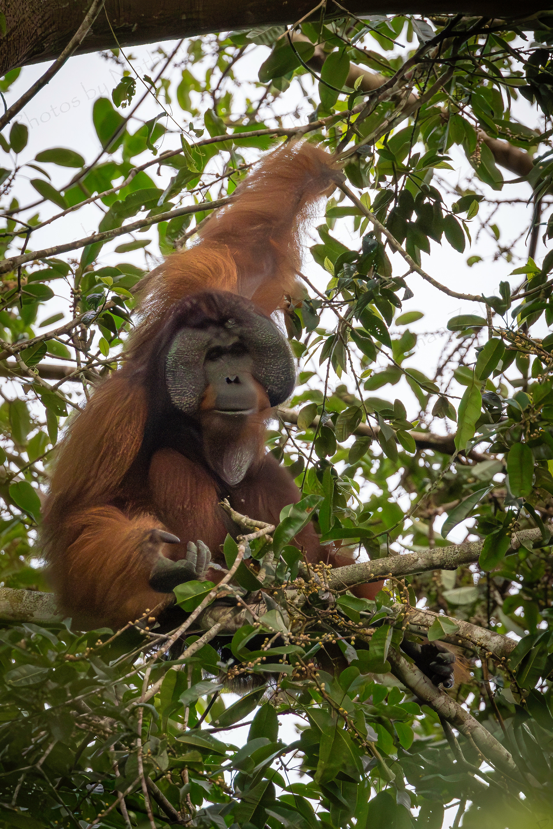 Bornean Orangutan (Sabah, Malaysia)