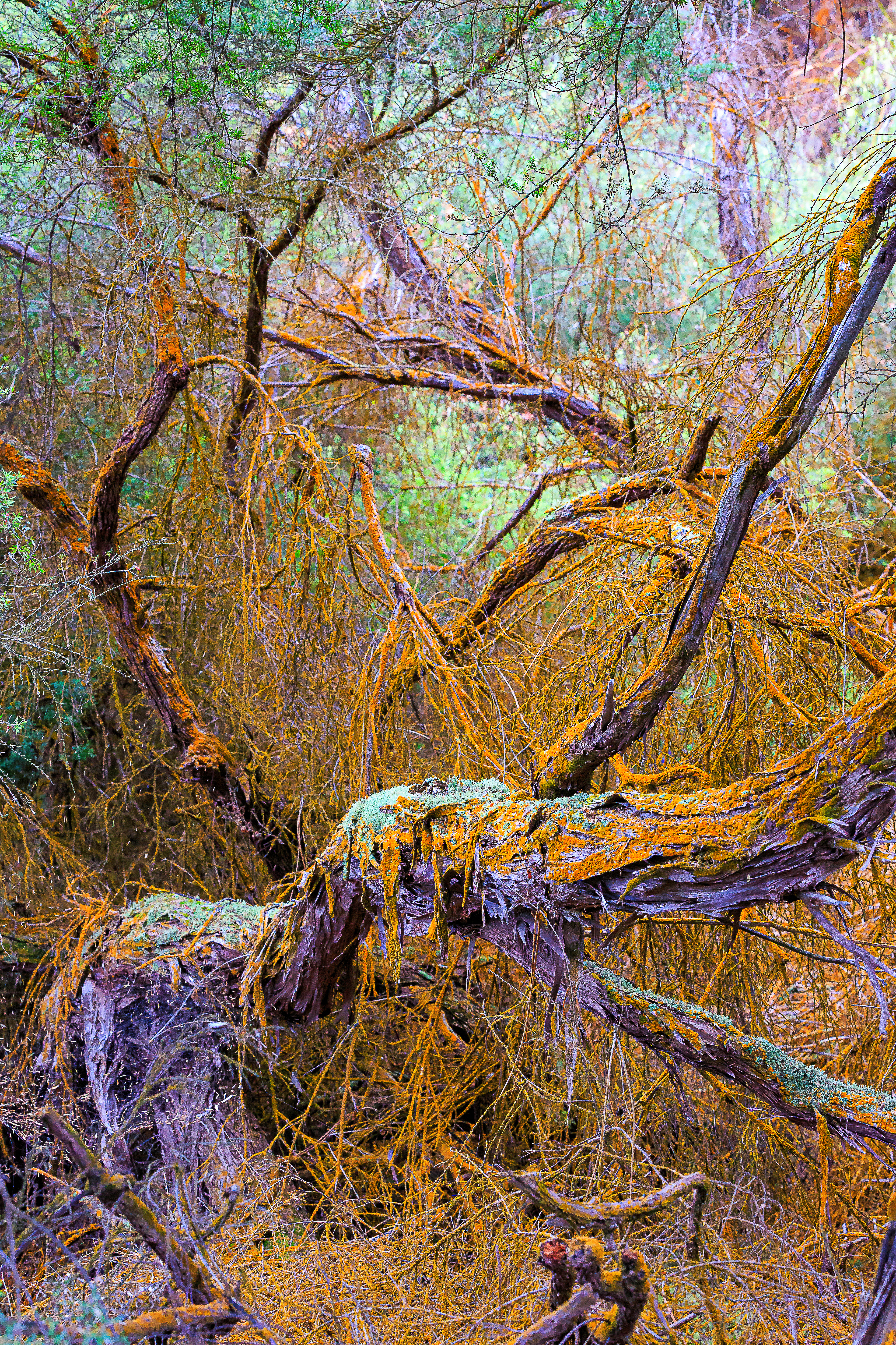 Mineral Deposits (Rotorua, New Zealand)