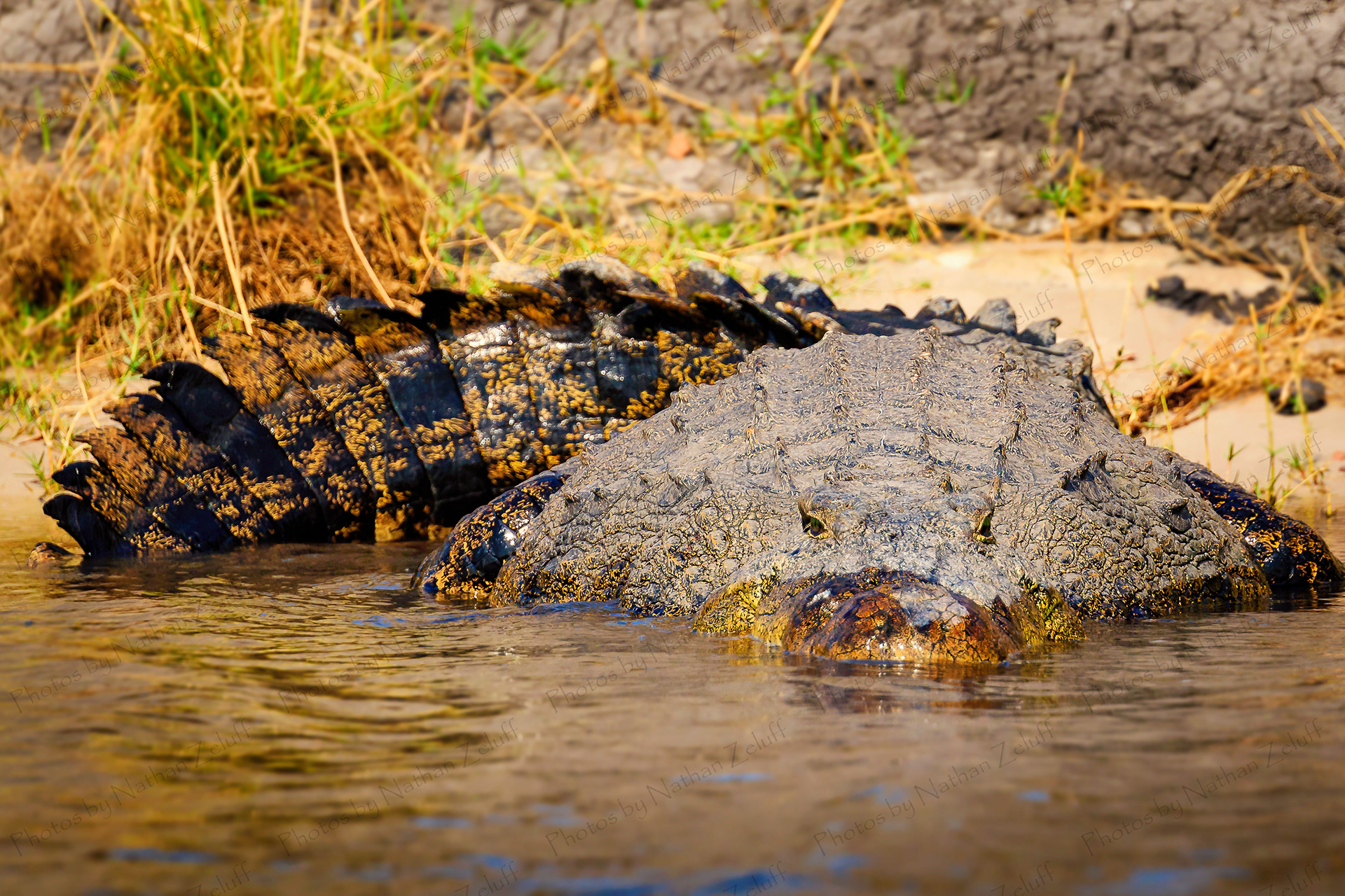 River Giant (Chobe NP, Botswana)
