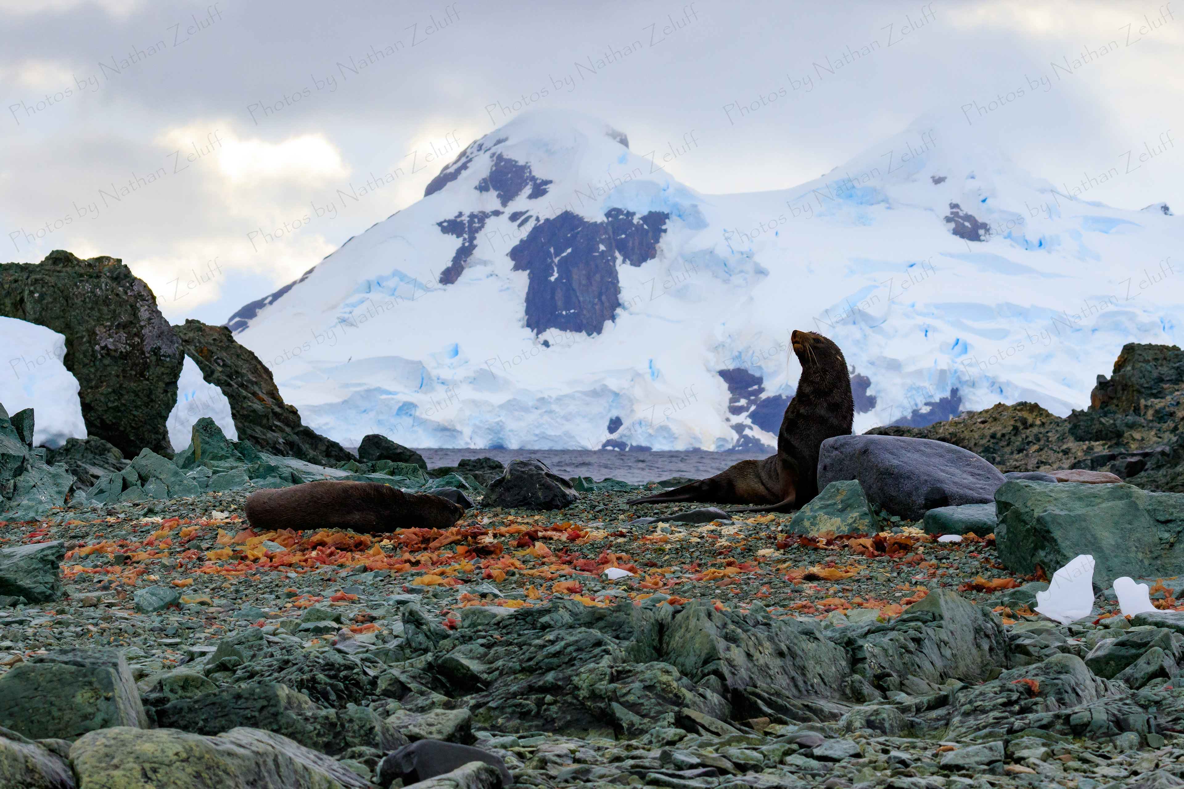 Enterprise Island Seals (Antarctica)