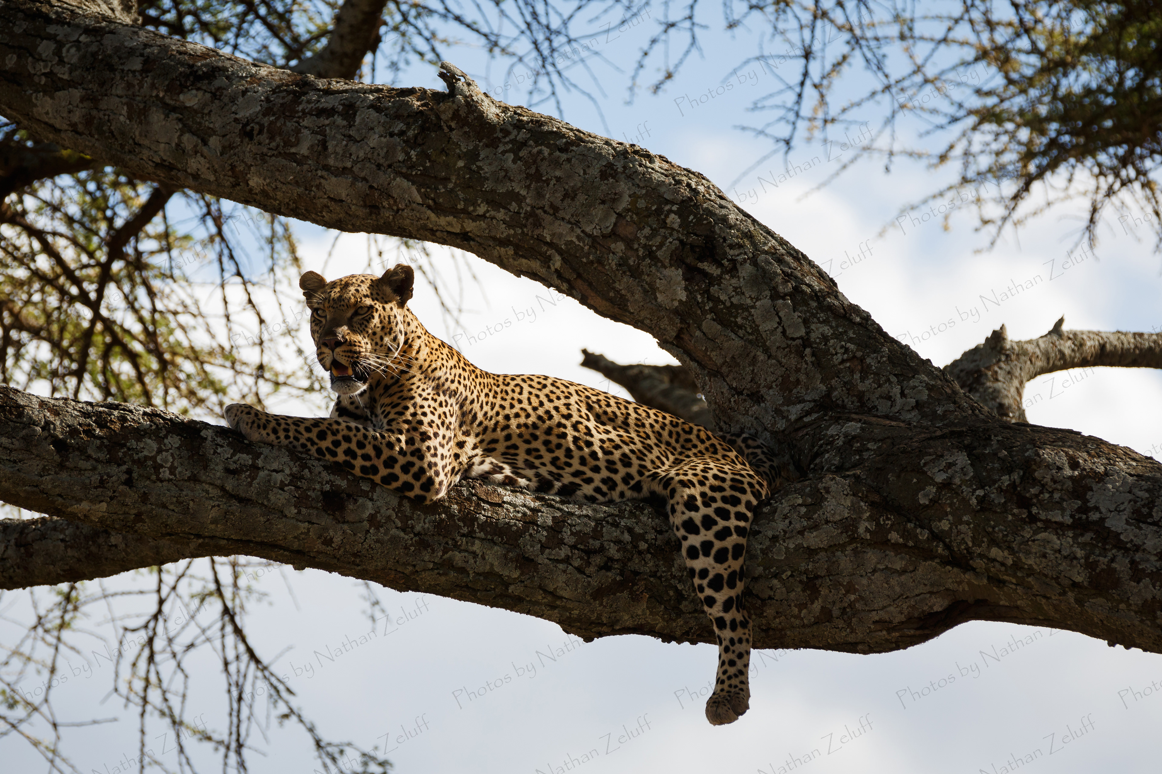 Resting with a View (Serengeti NP, Tanzania)