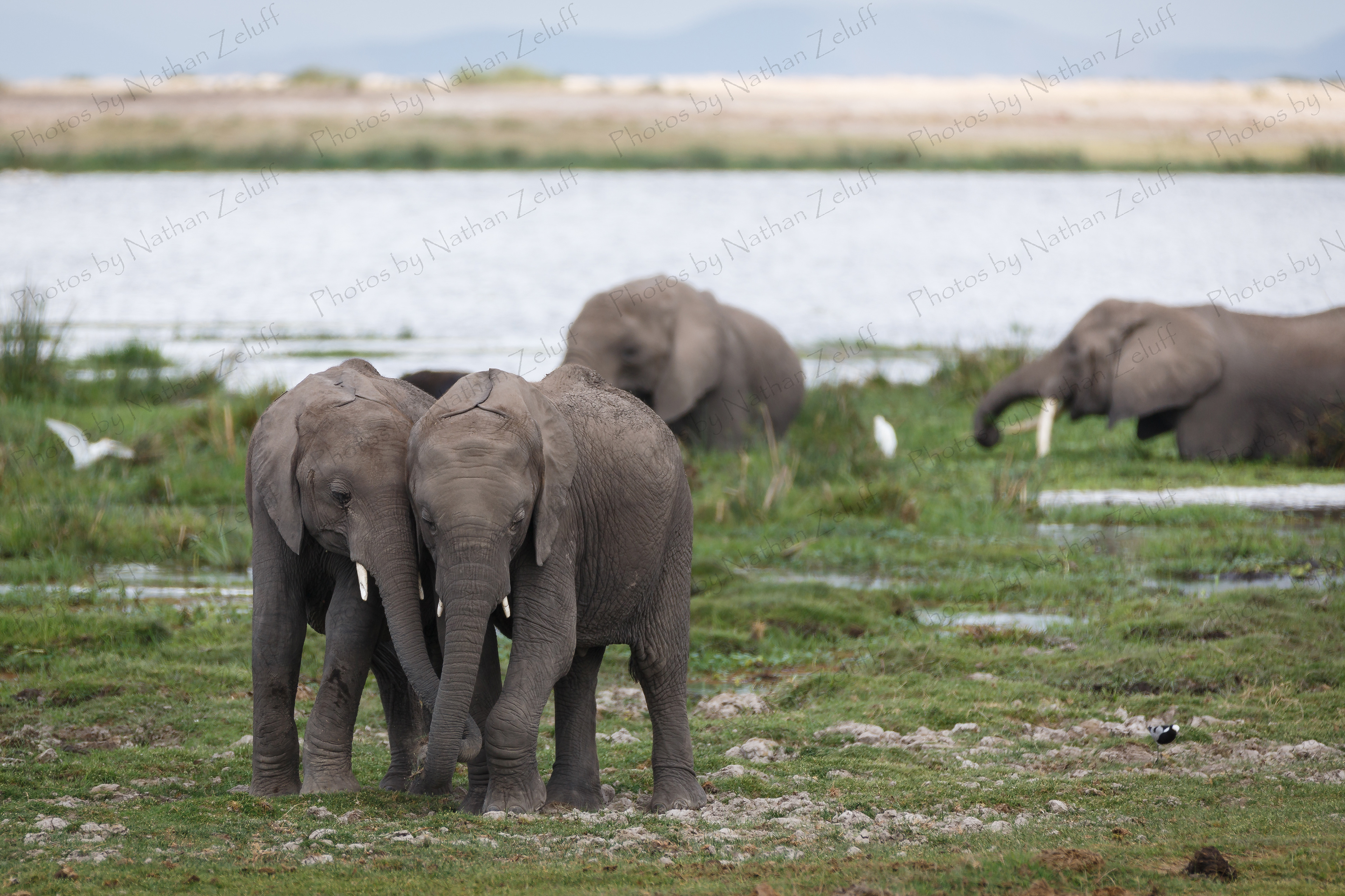 Best Friends (Amboseli NP, Kenya)