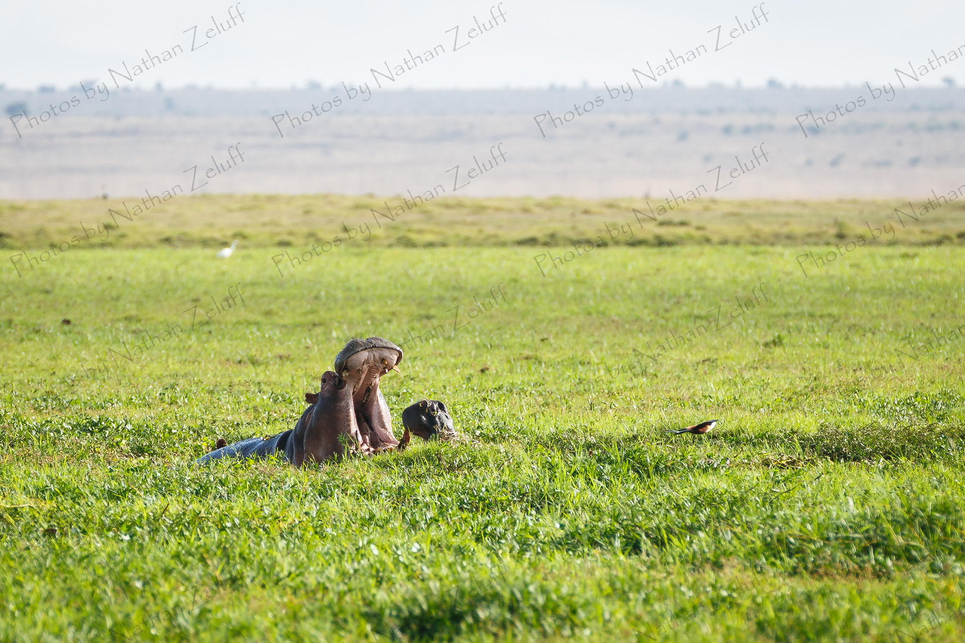 Mighty Jaws (Amboseli NP, Kenya)