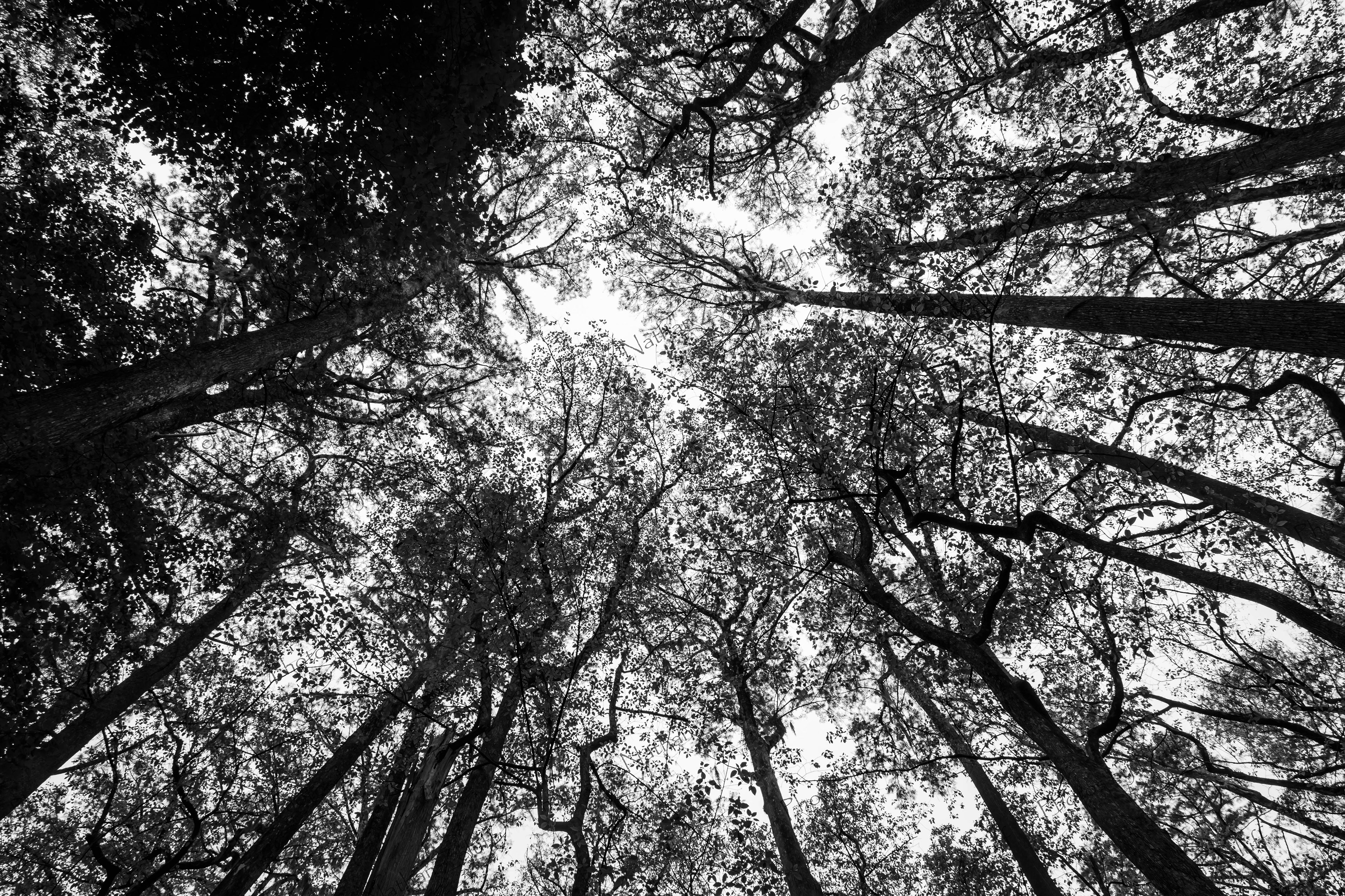 Tall Trees (Congaree NP, South Carolina)