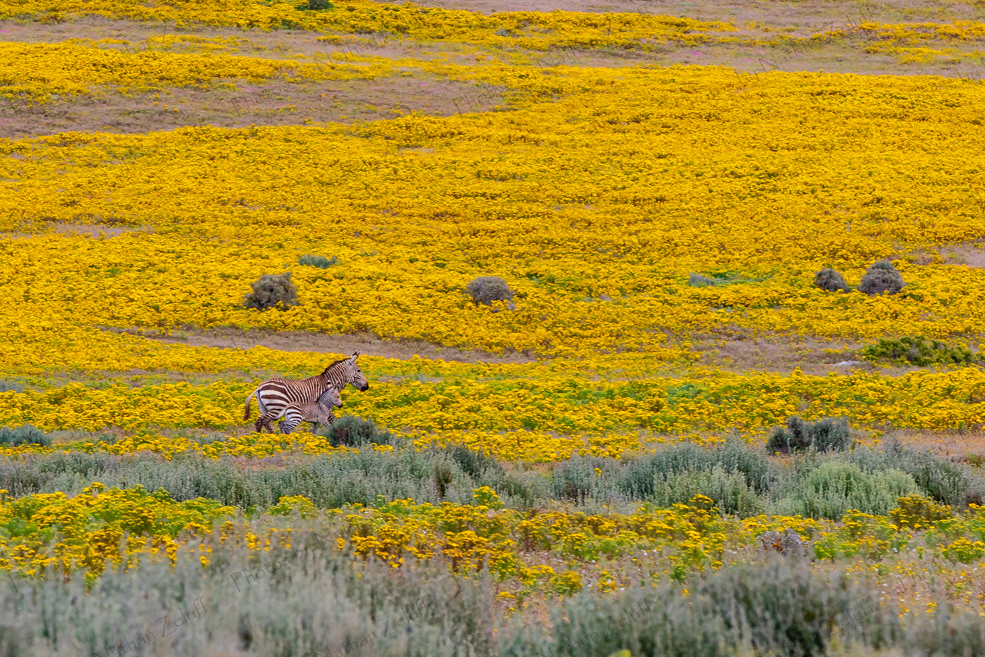 Young Zebra (West Coast NP, South Africa)