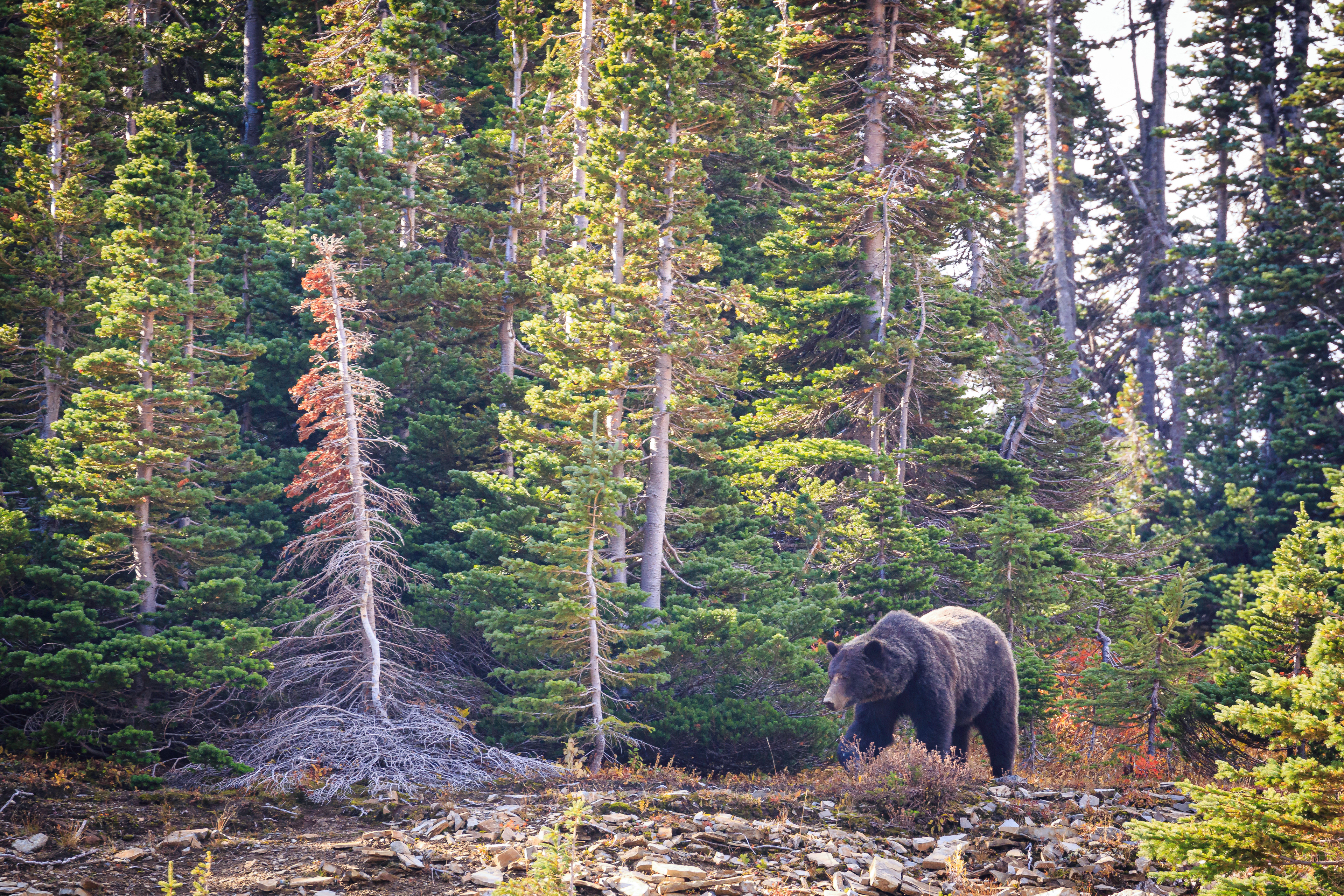 Final Days of Foraging (Glacier NP, Montana)