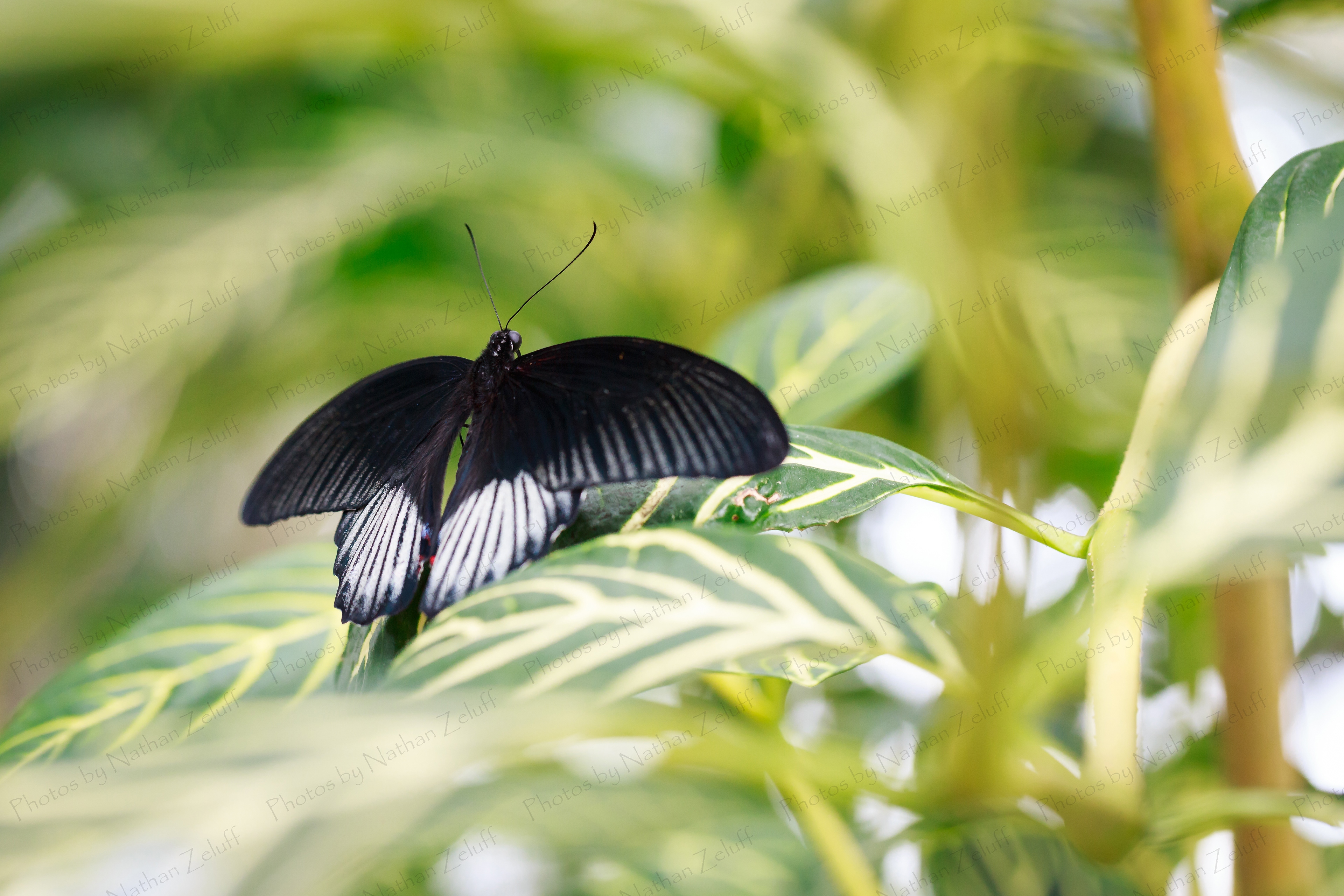 Common Mormon (FMG, Michigan)
