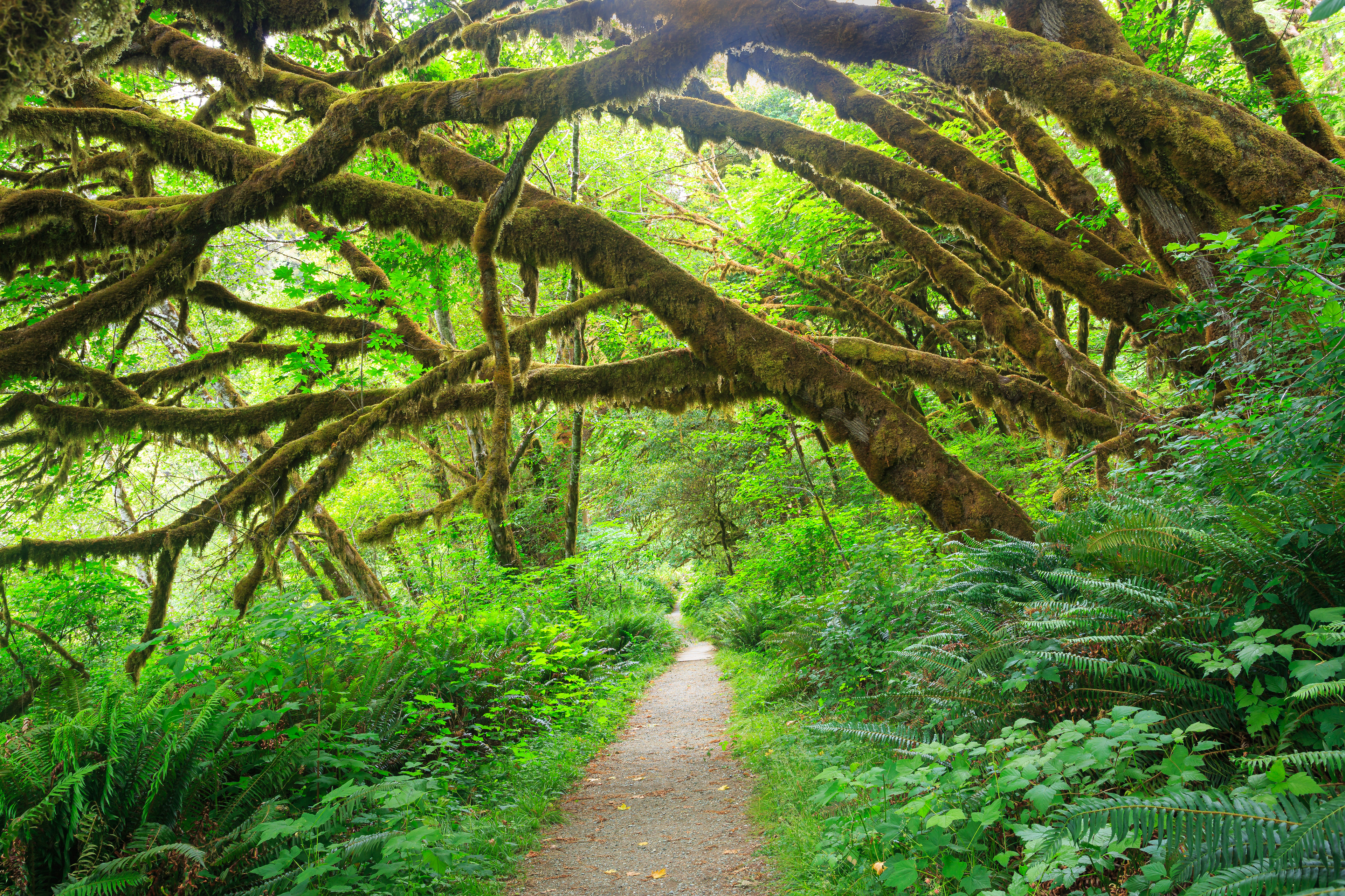 Trail Through the Ferns (Redwood NP, California)