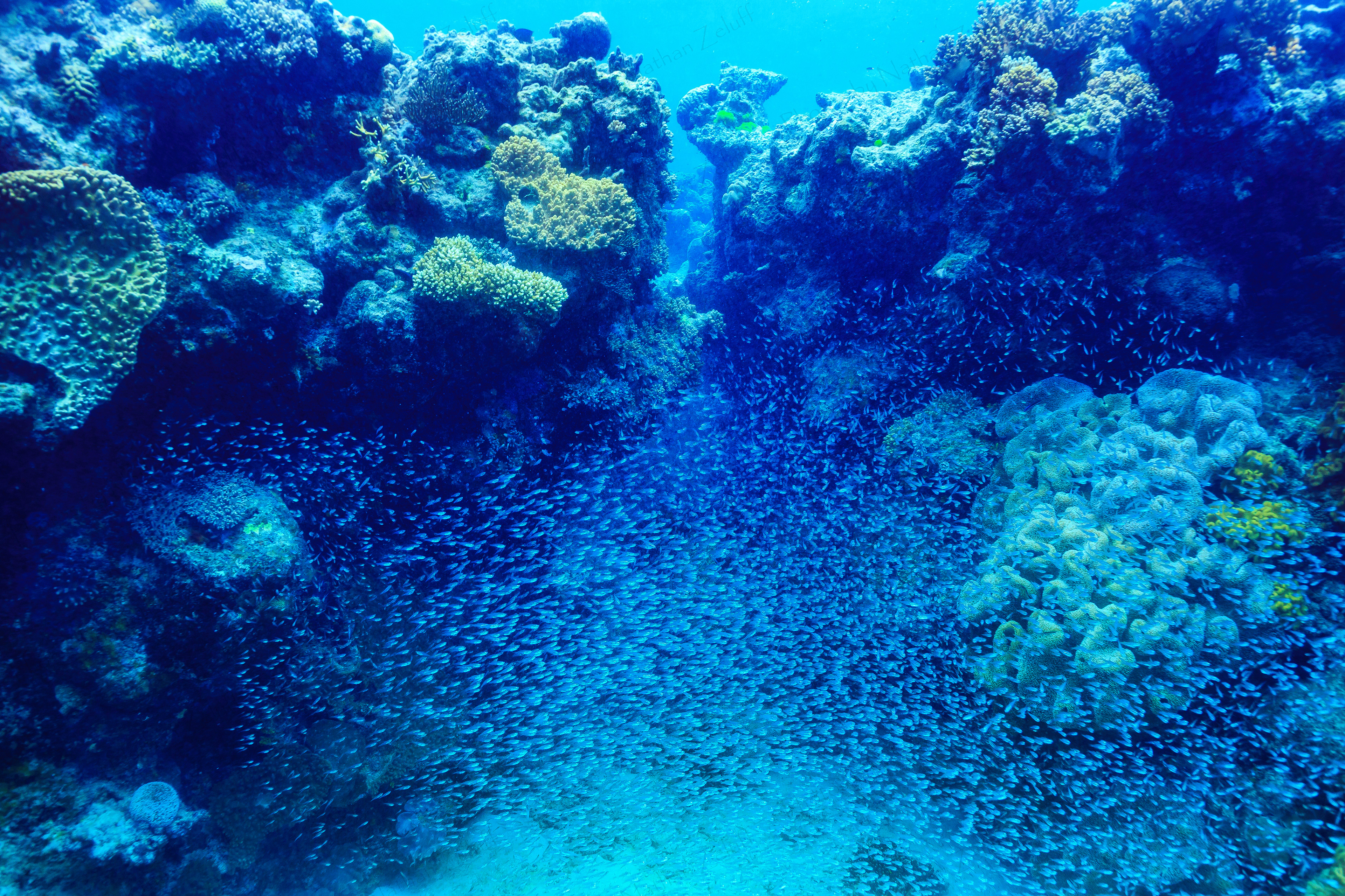Cloud of Fish (Great Barrier Reef, Australia)