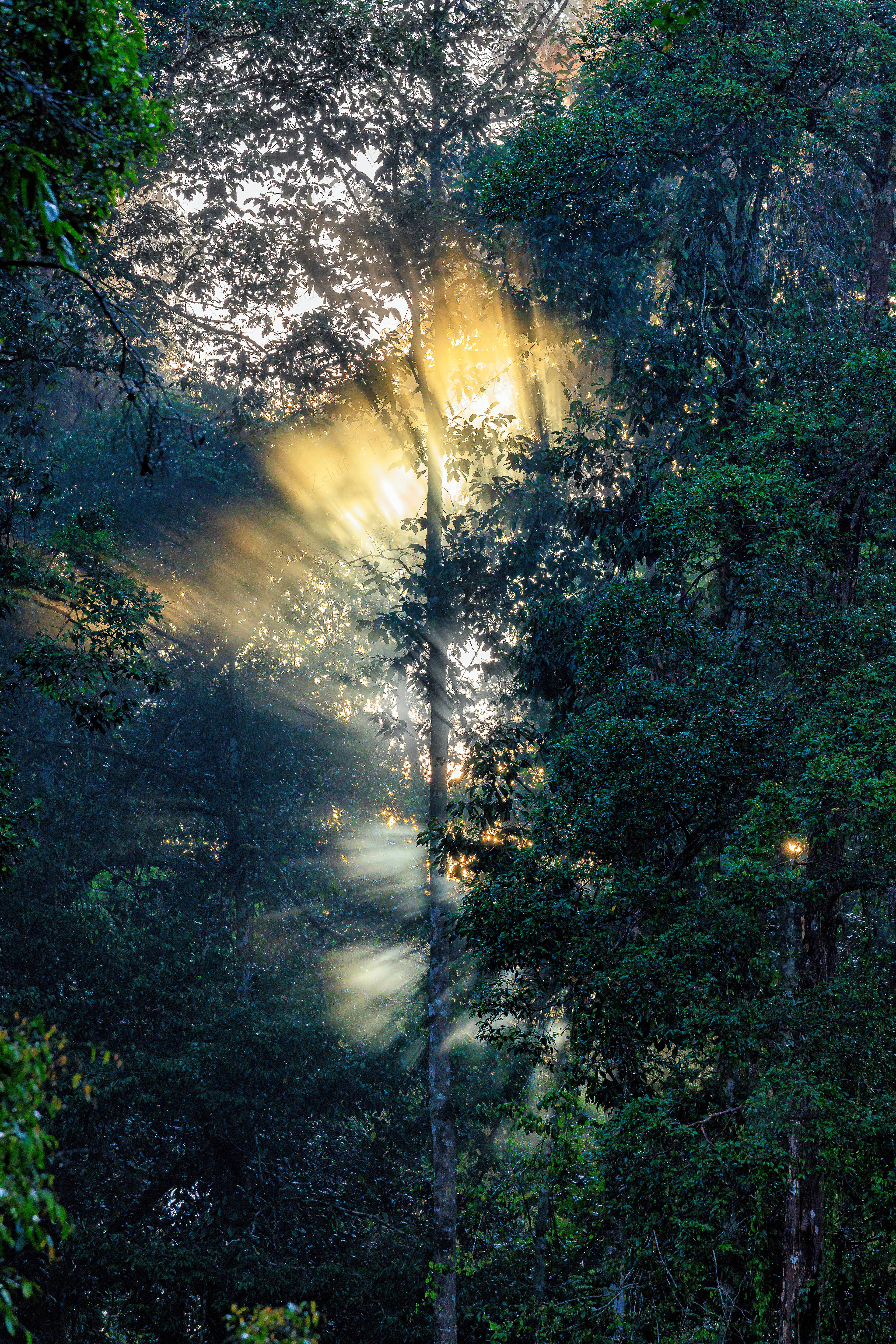 Jungle Light (Danum Valley, Borneo)