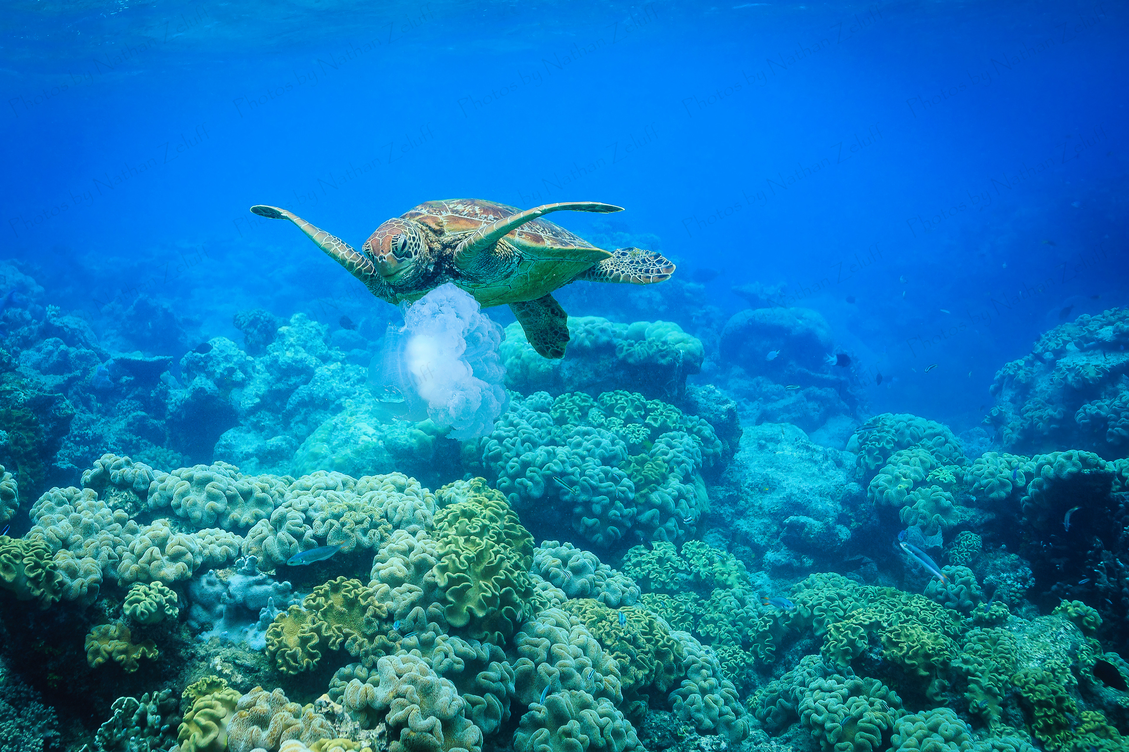 Hungry Sea Turtle (Great Barrier Reef, Australia)