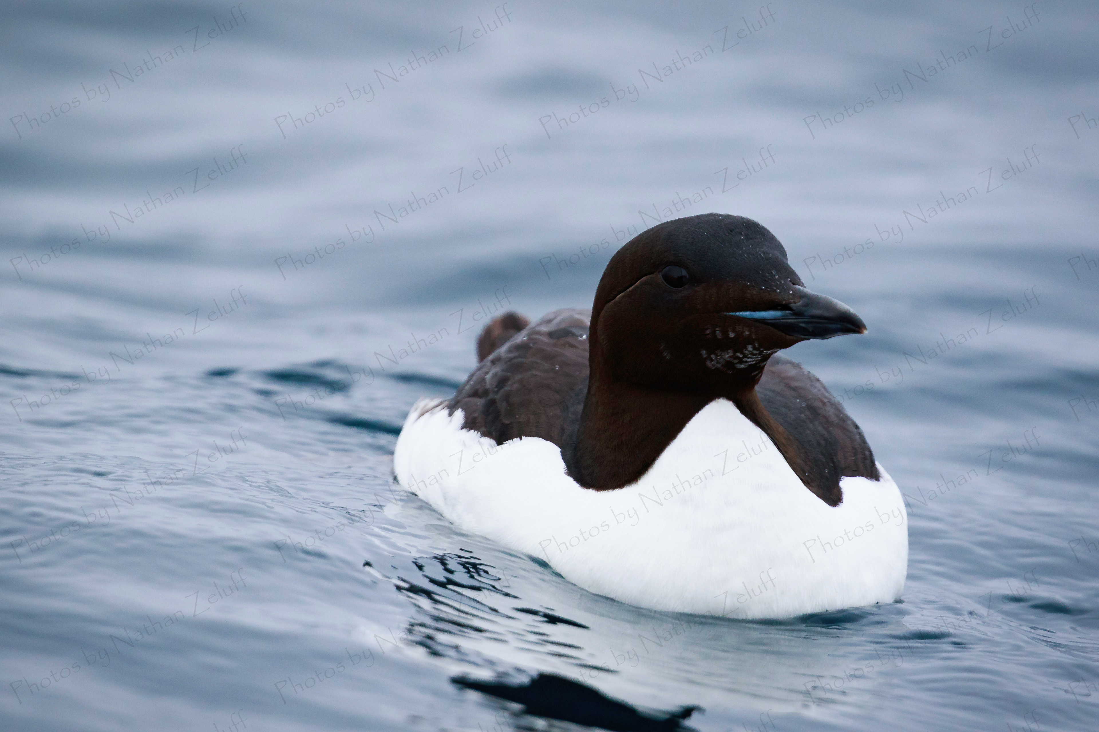Brunnich's Guillemot (High Arctic)