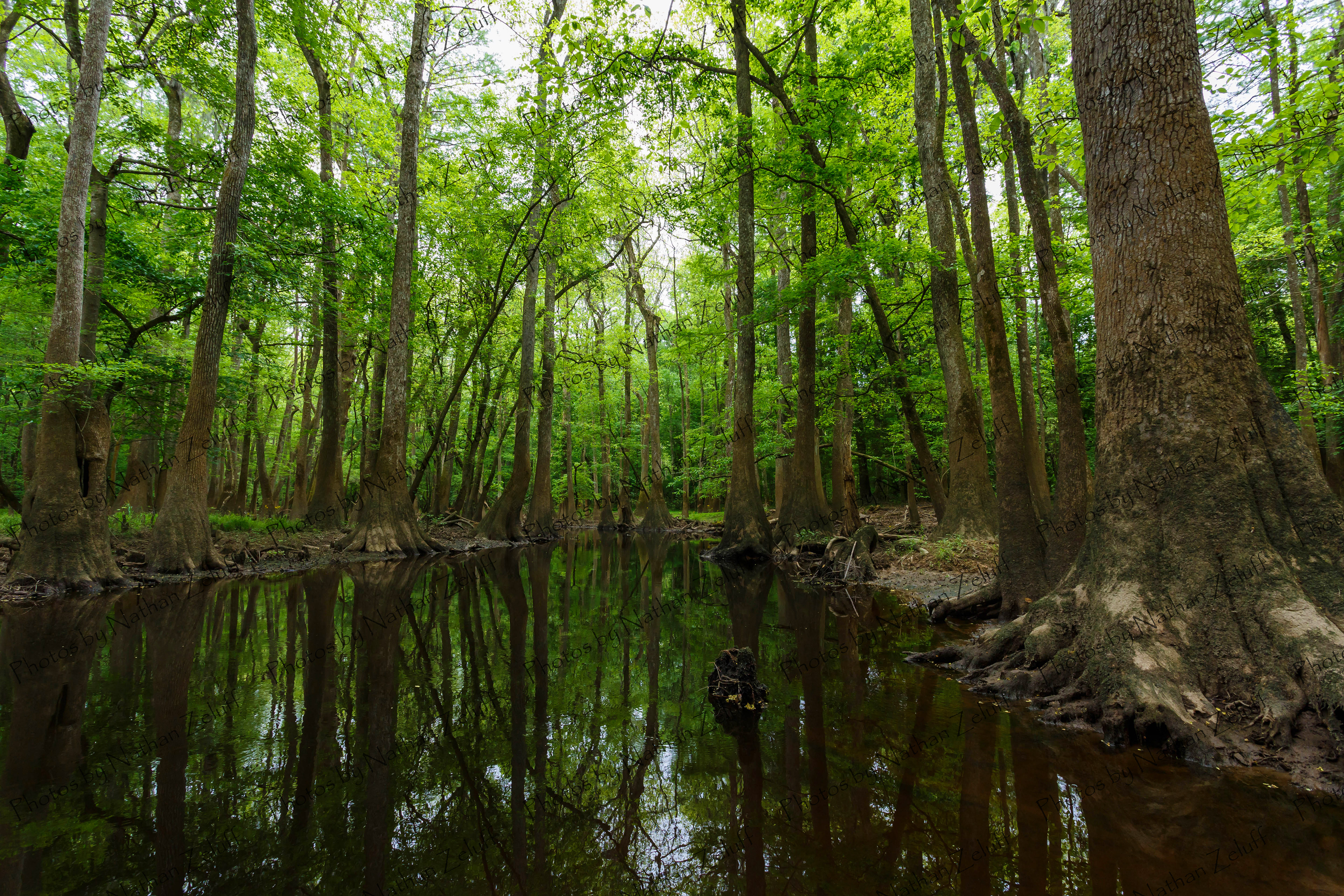 Congaree Floodplain (Congaree NP, South Carolina)