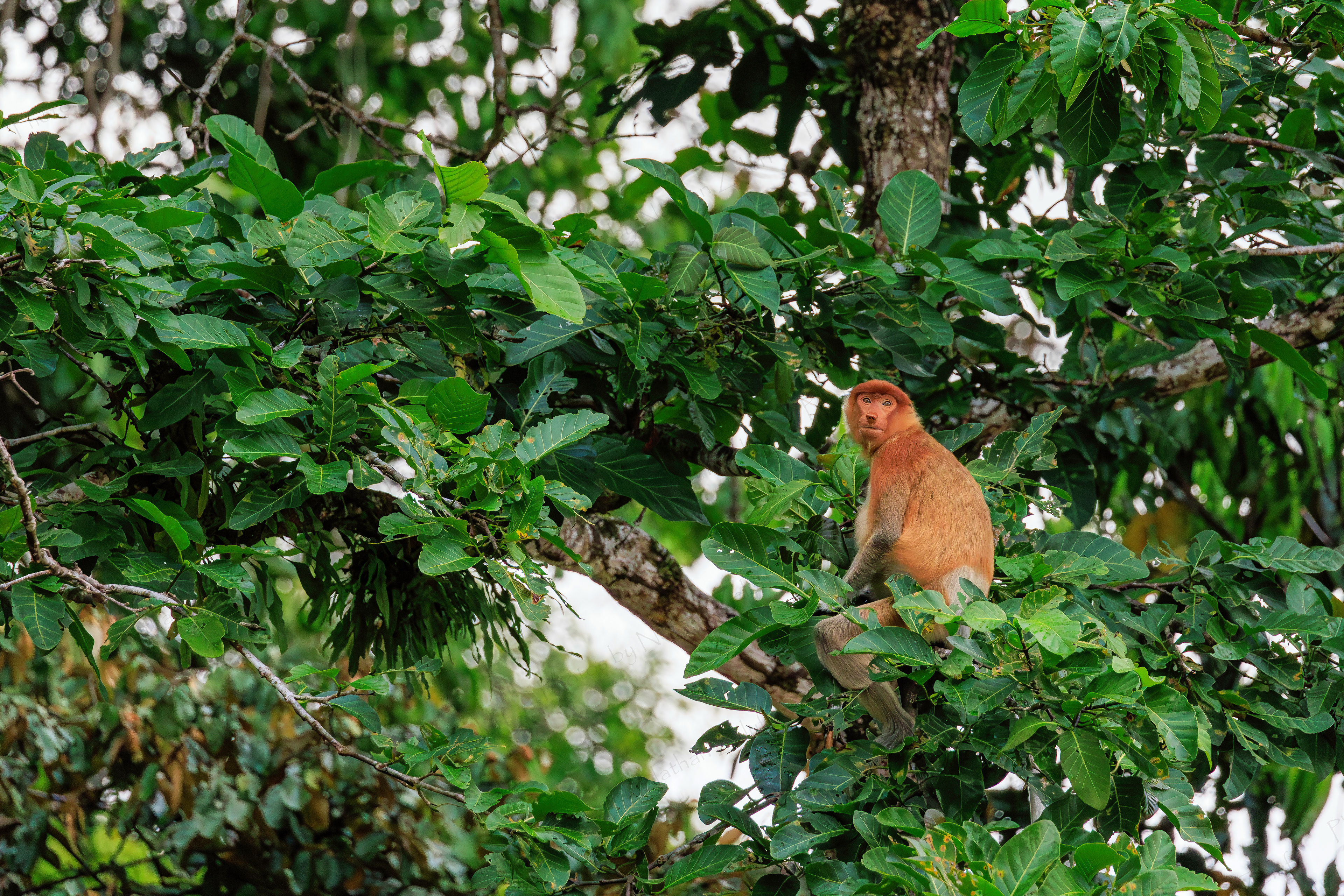 Female Proboscis Monkey (Borneo, Malaysia)