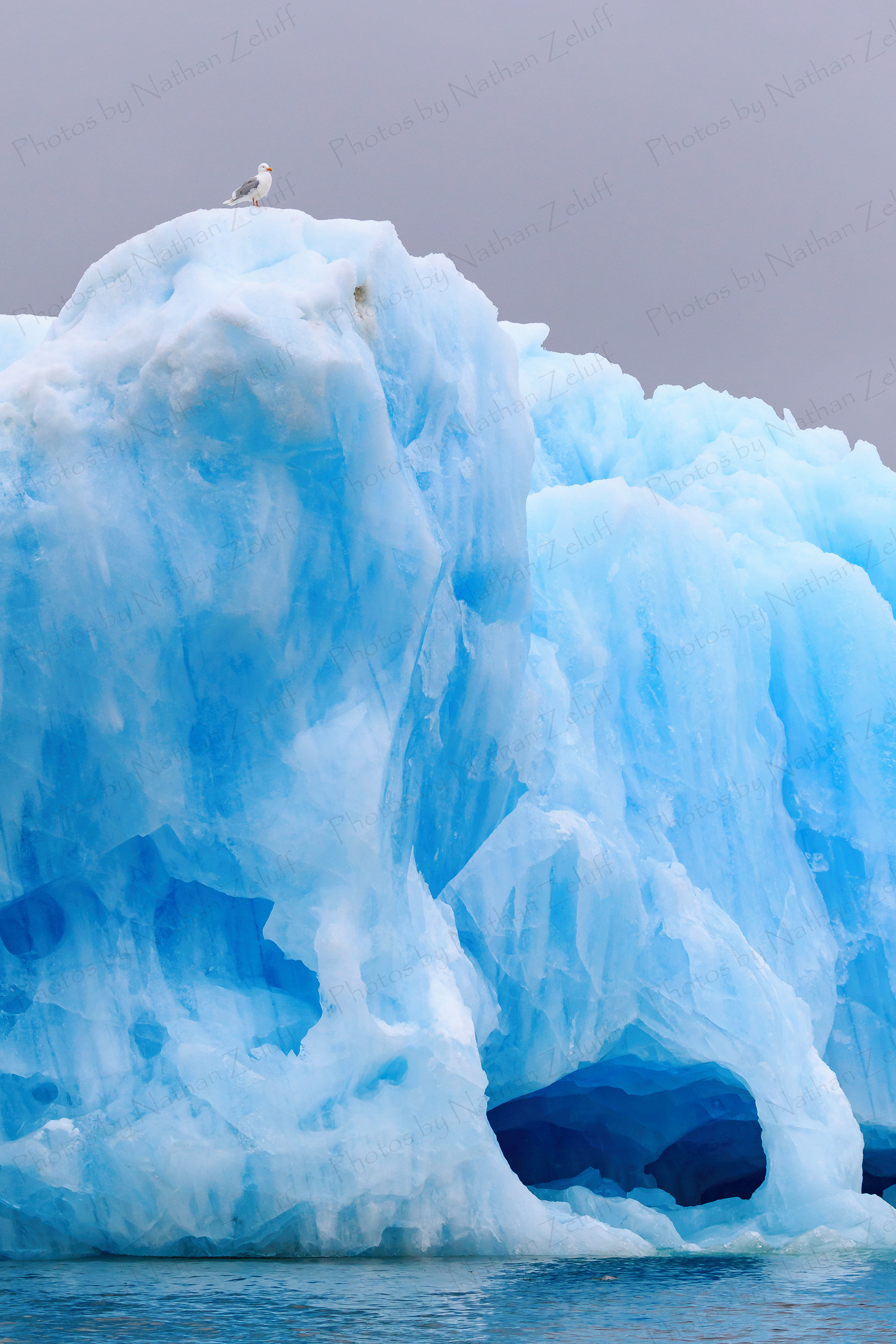 Perched on Ice (Arctic Ocean)