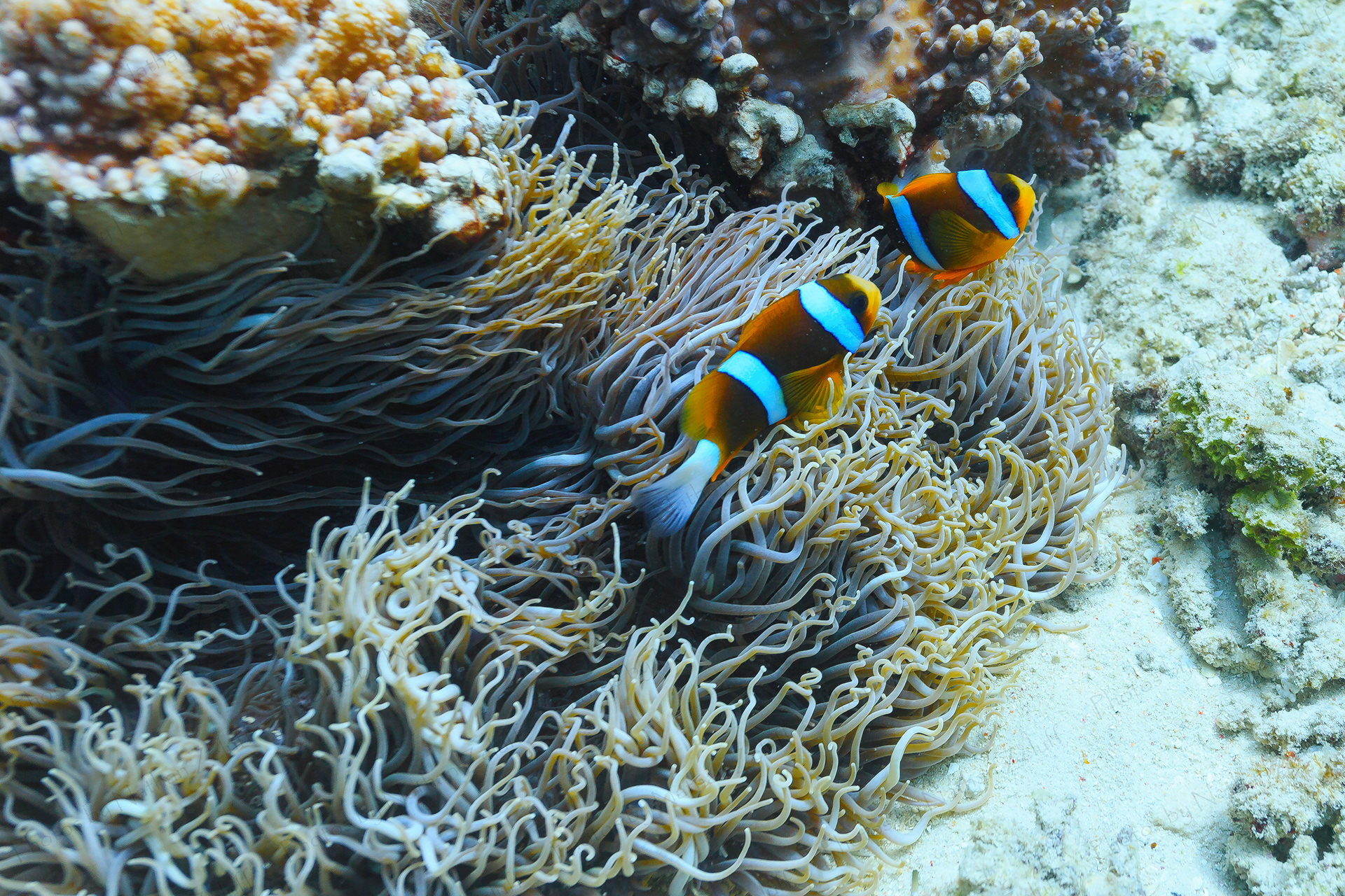Nemo (Great Barrier Reef, Australia)