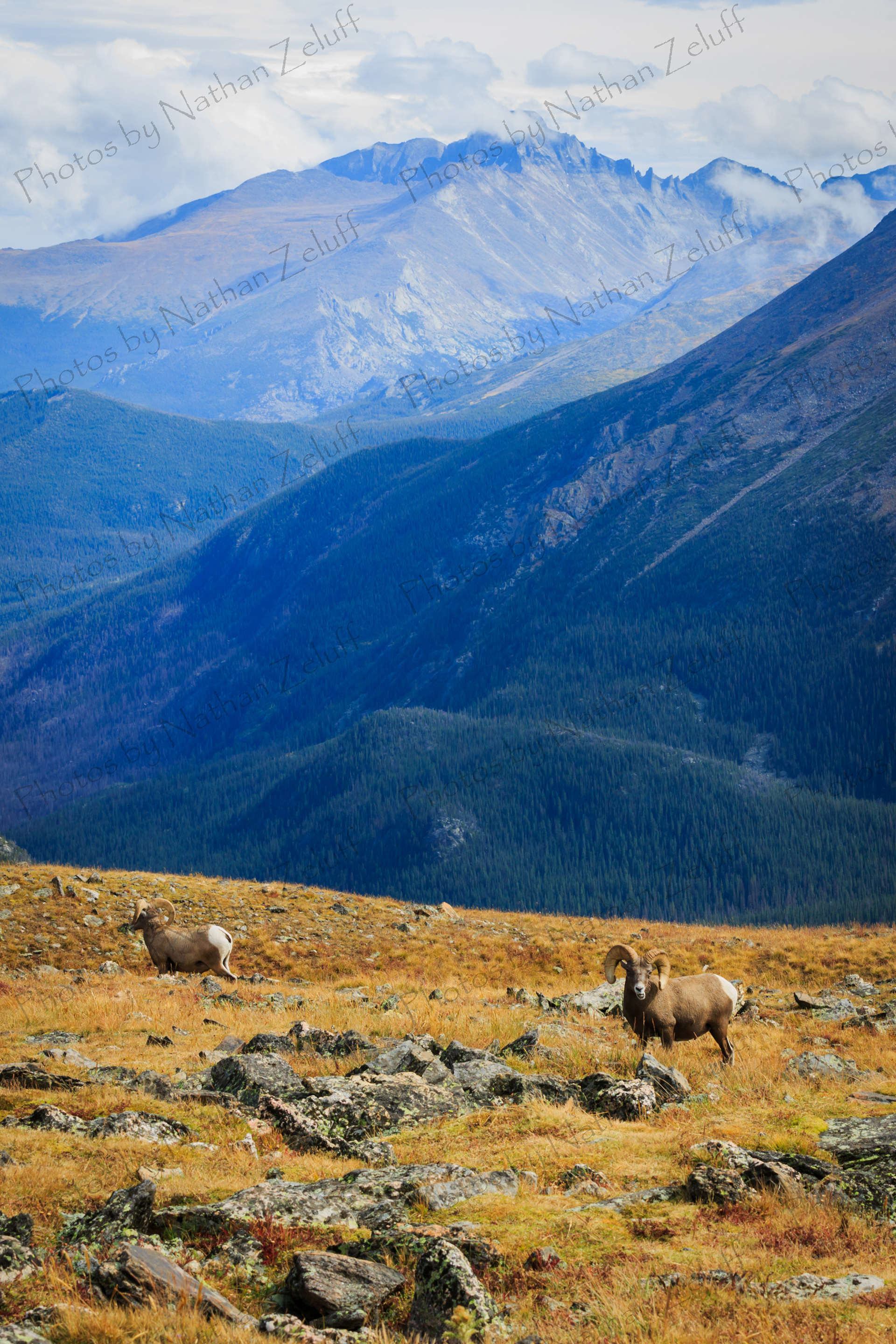 Tundra Grazers (Rocky Mountain NP, Colorado)