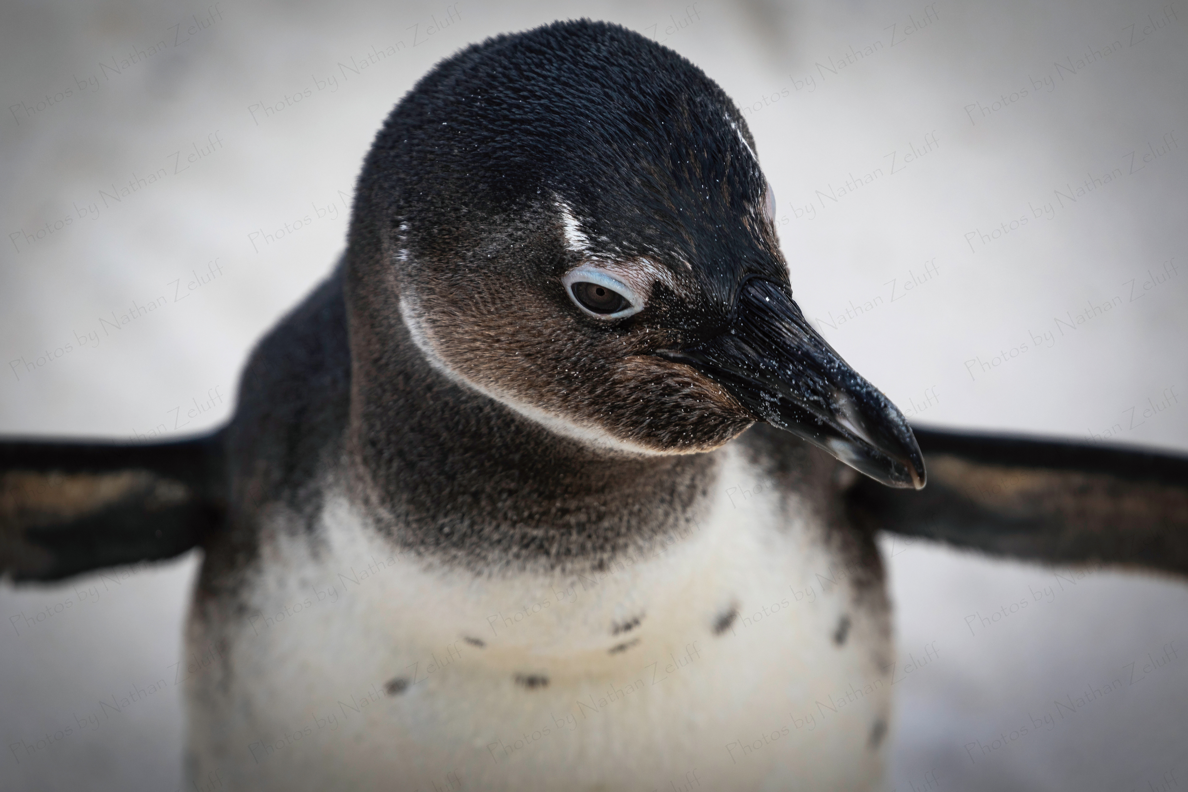 Penguin Closeup (Western Cape, South Africa)