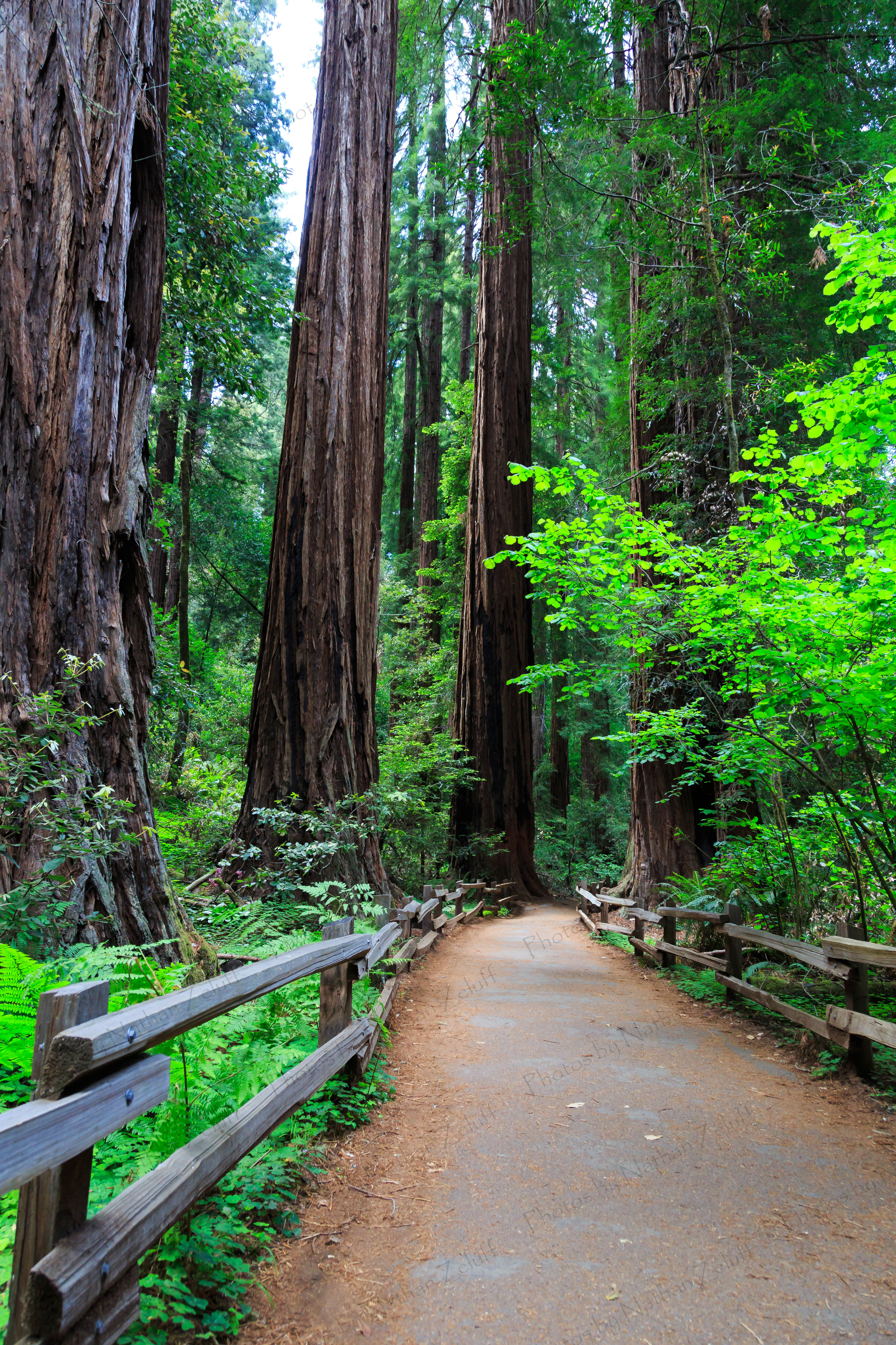 Trail Through the Redwoods (California, USA)