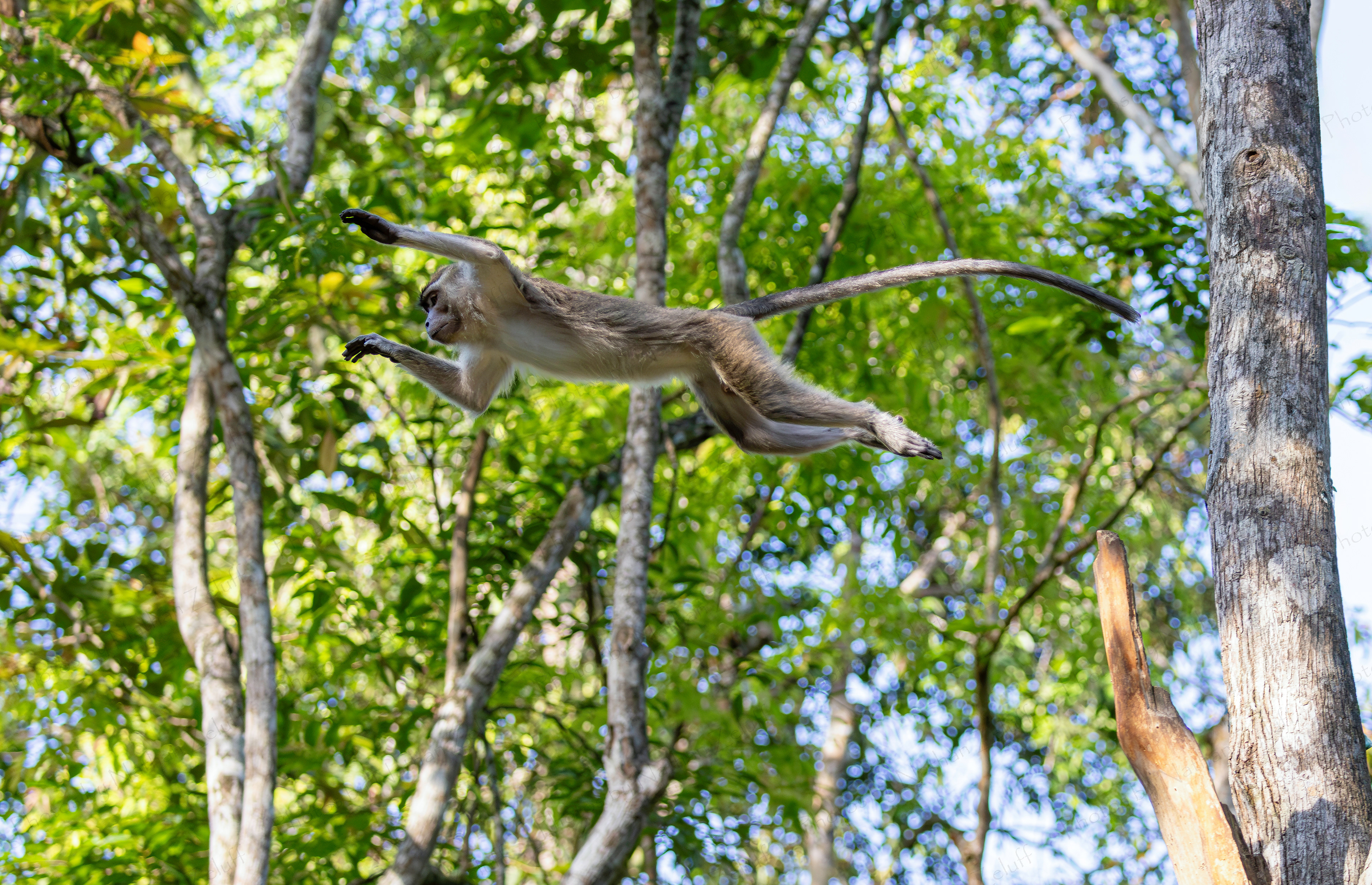 Leaping Macaque