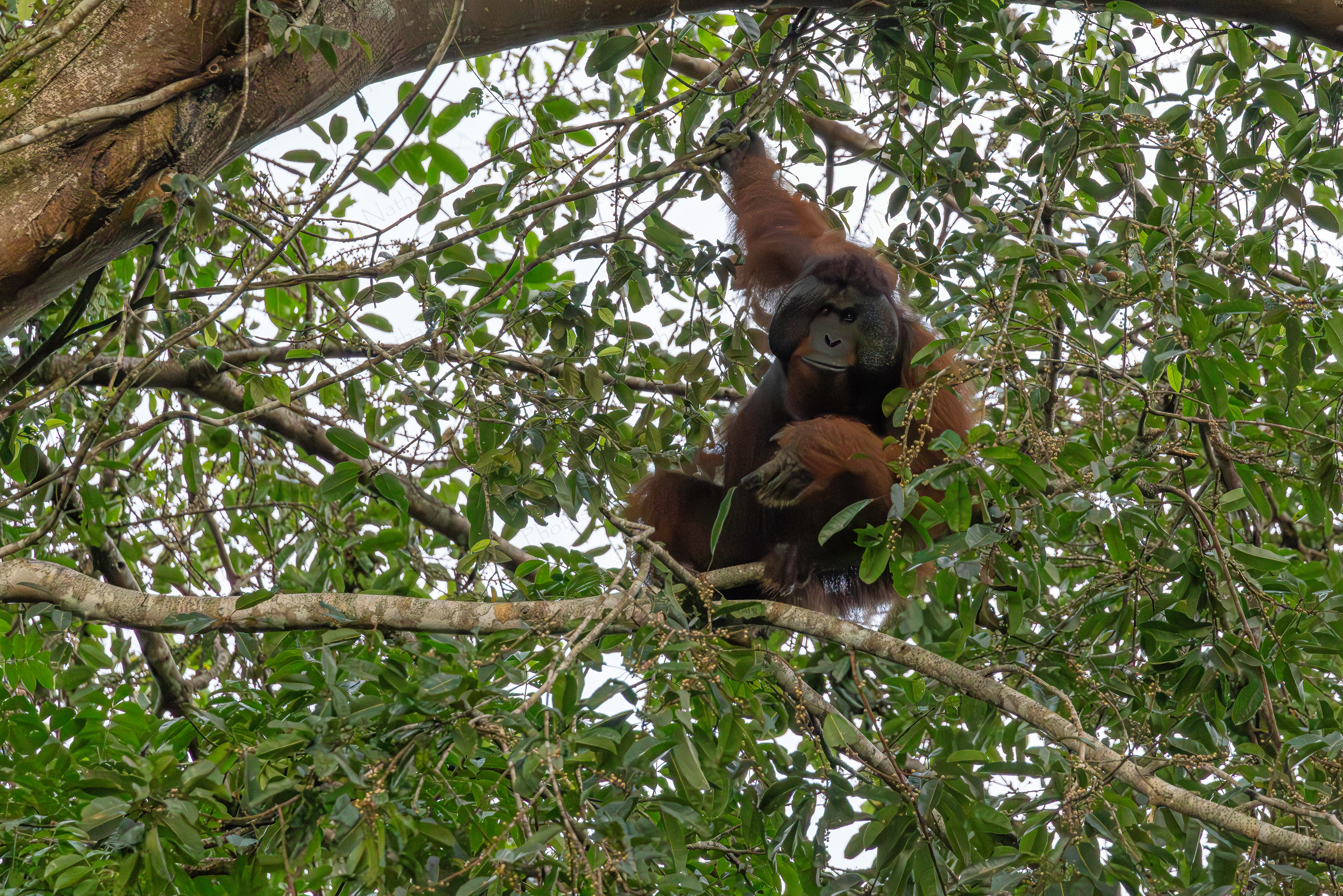Malay Tree Person (Sabah, Malaysia)