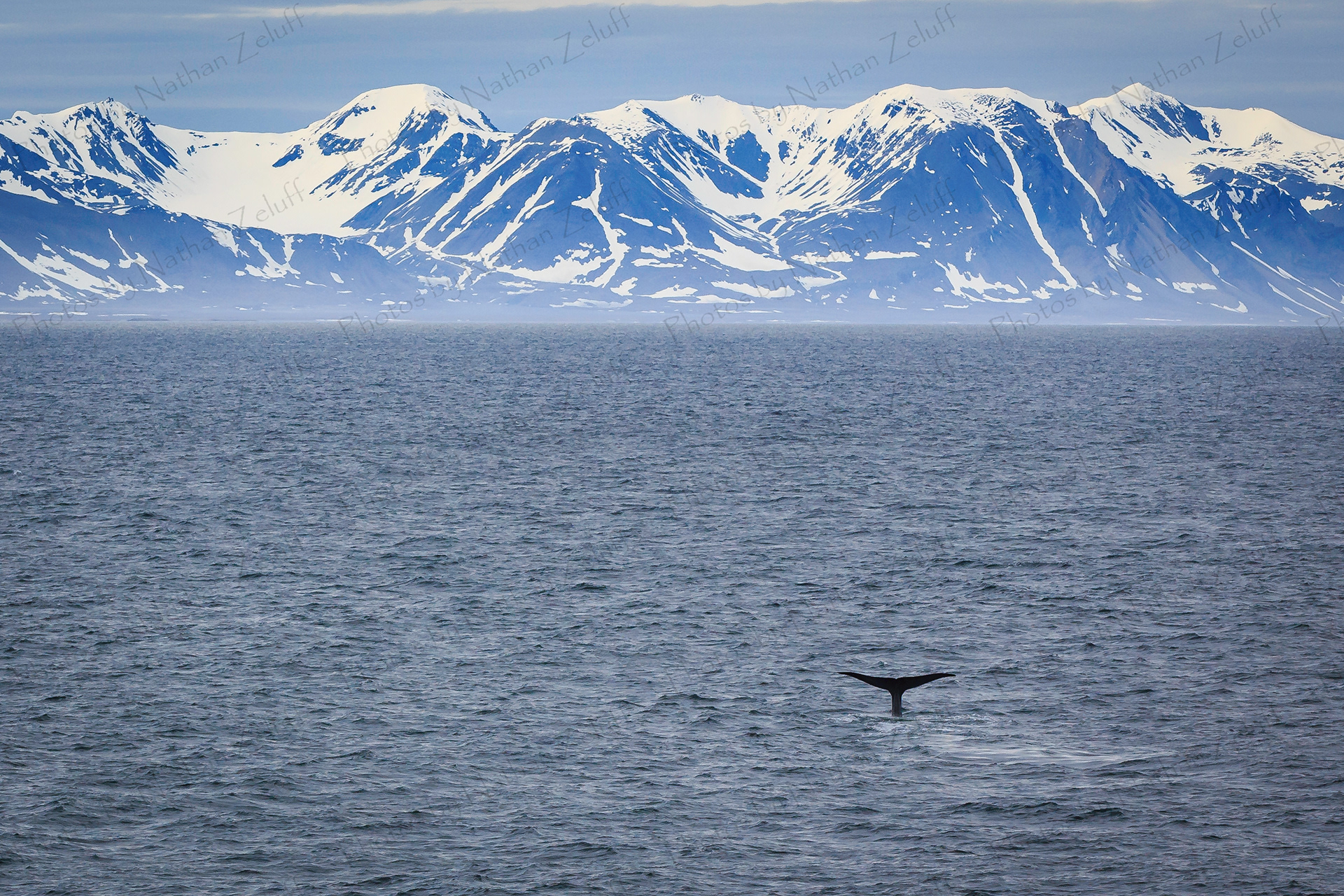 Blue Whale (High Arctic)