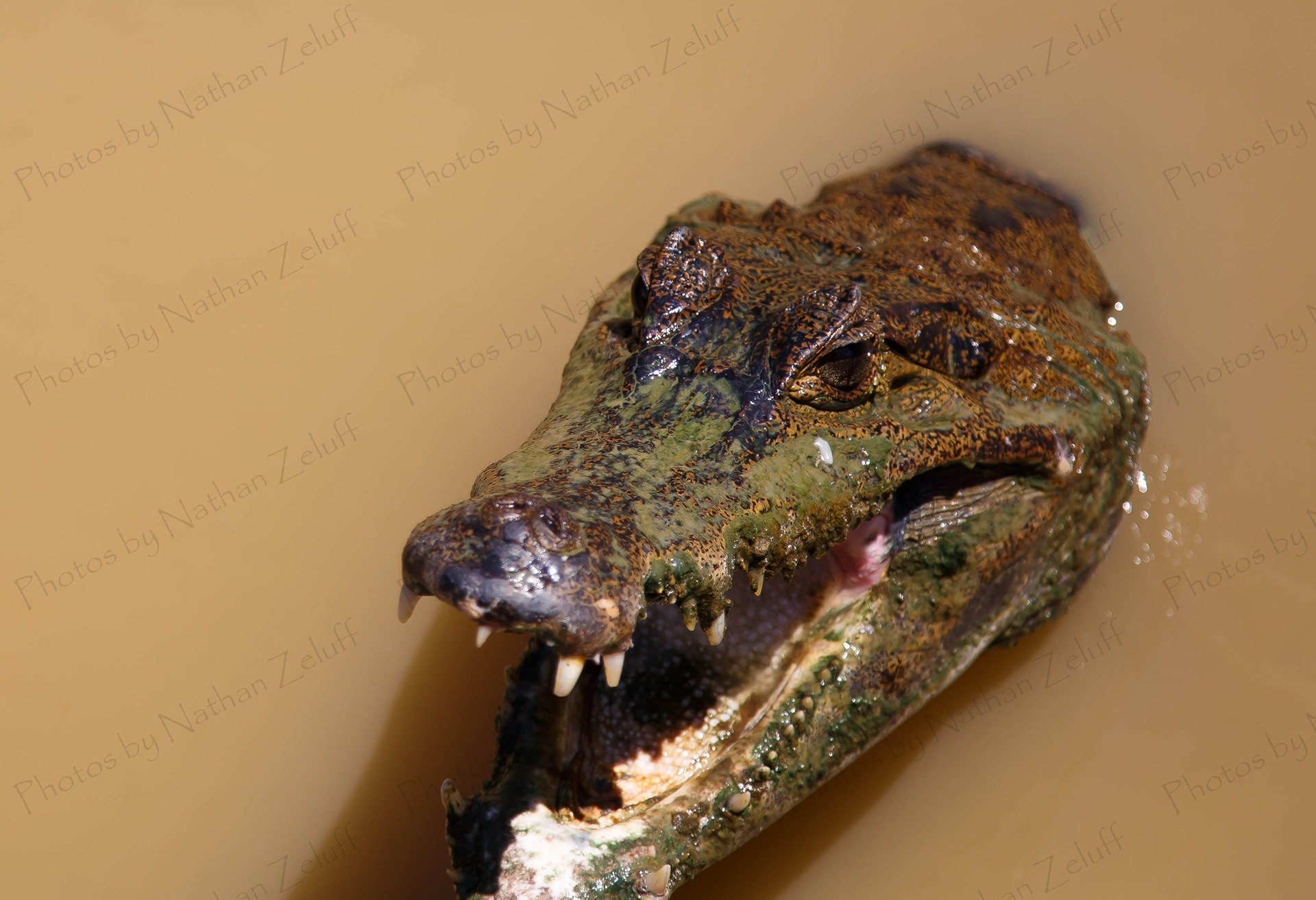 Hungry Cayman (Amazon River, Peru)